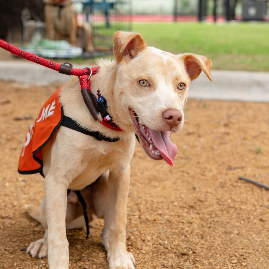 Enlarge Levi VI, a Adoptable mixed breed in Spanish Fork, UT image 2/6