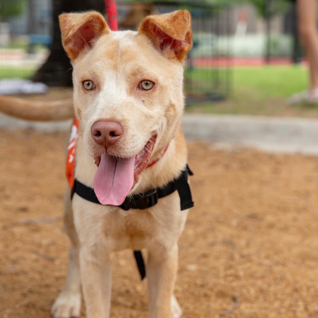Enlarge Levi VI, a Adoptable mixed breed in Spanish Fork, UT image 6/6