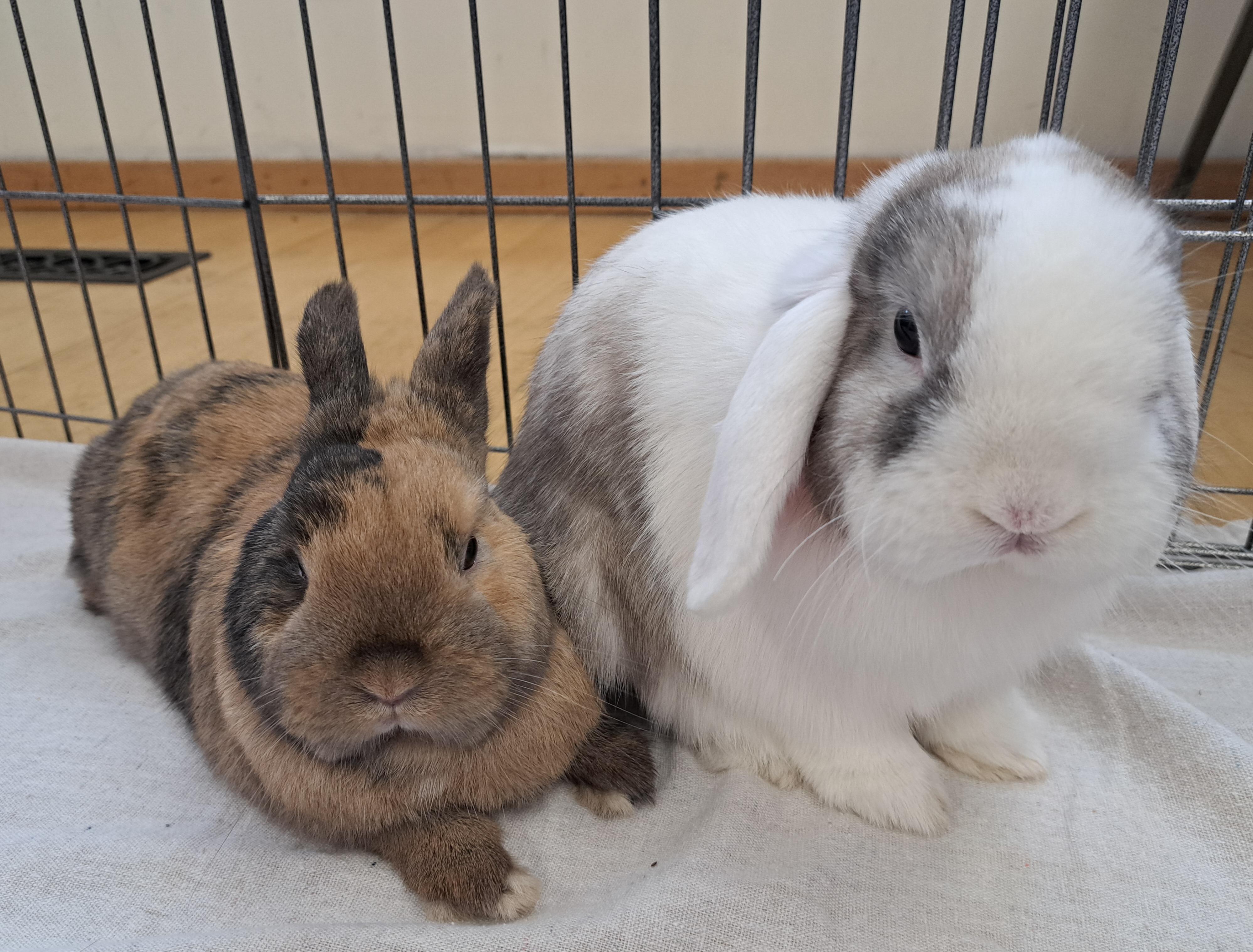 Forrest & Frank (Vancouver), adopted, Young Male Dwarf & Holland Lop.