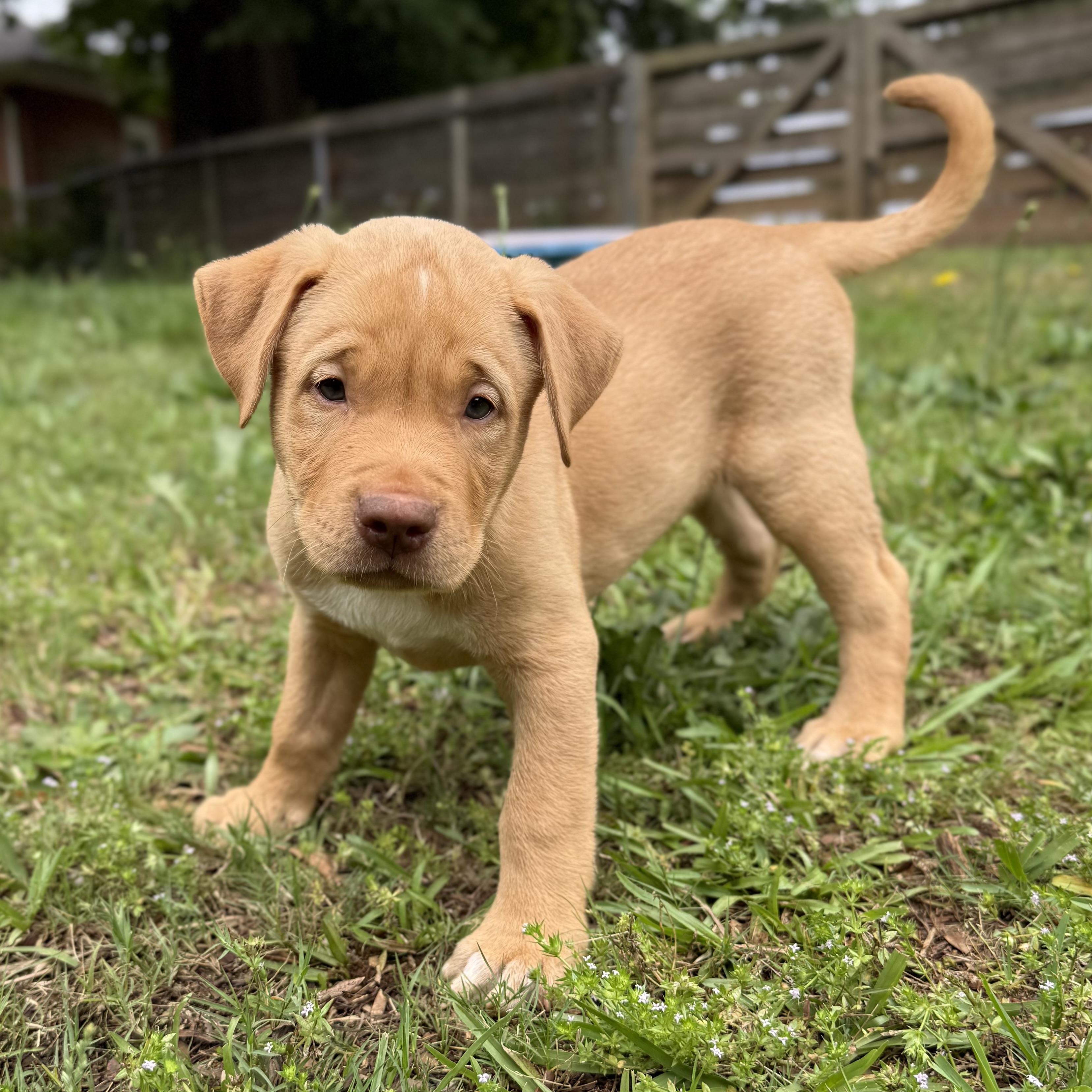 Chewy, ADOPTABLE, Puppy Male Mixed Breed.