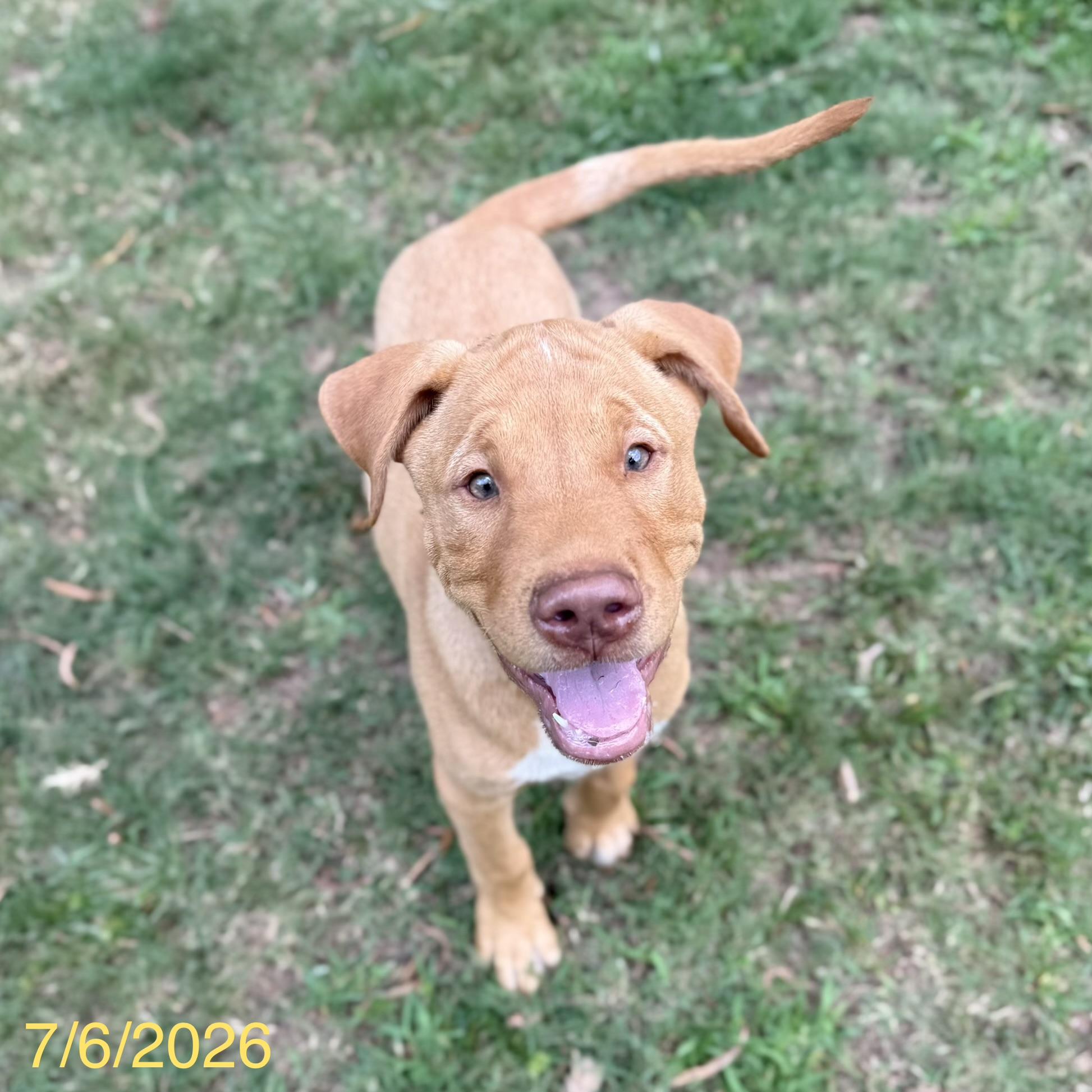 Enlarge Chewy, a ADOPTABLE mixed breed in Jackson, GA image 1/4