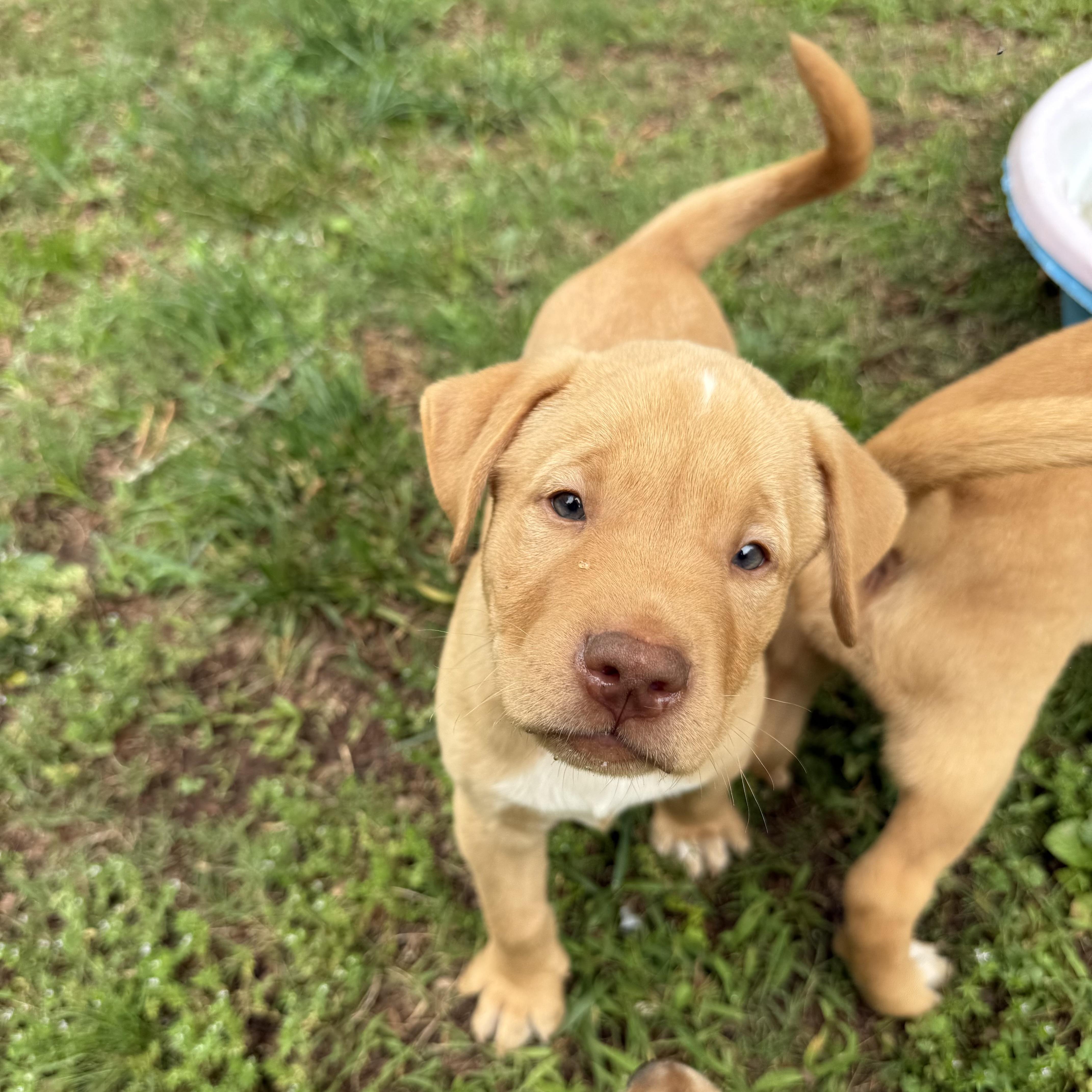 Chewy, a ADOPTABLE mixed breed in Jackson, GA image 4/4