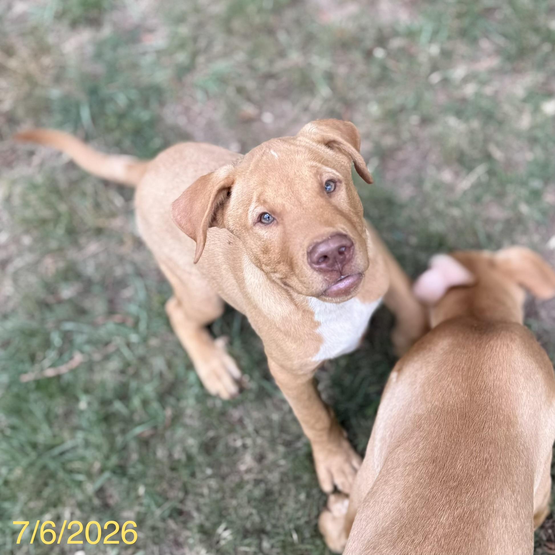 Enlarge Chewy, a ADOPTABLE mixed breed in Jackson, GA image 2/4