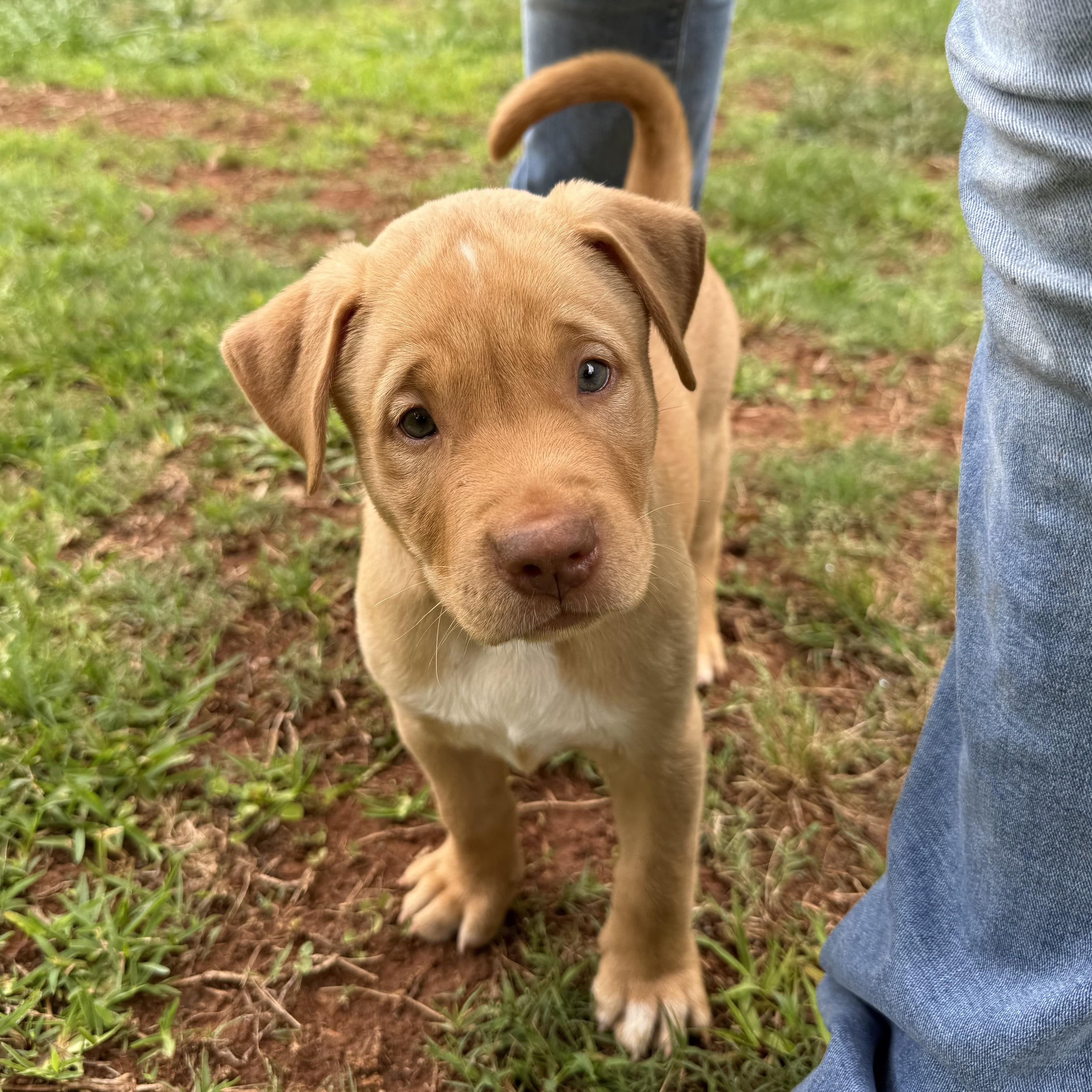 Chewy, a ADOPTABLE mixed breed in Jackson, GA image 3/4