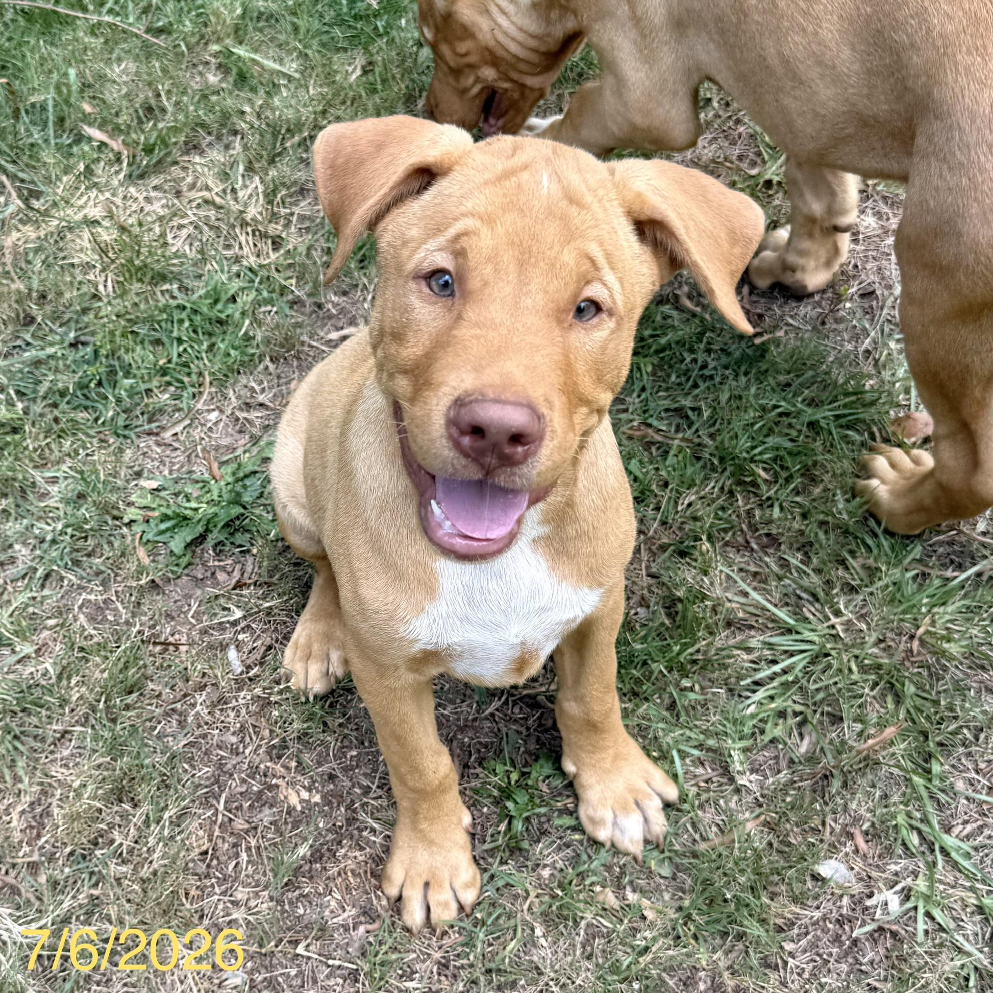 Enlarge Chewy, a ADOPTABLE mixed breed in Jackson, GA image 3/4