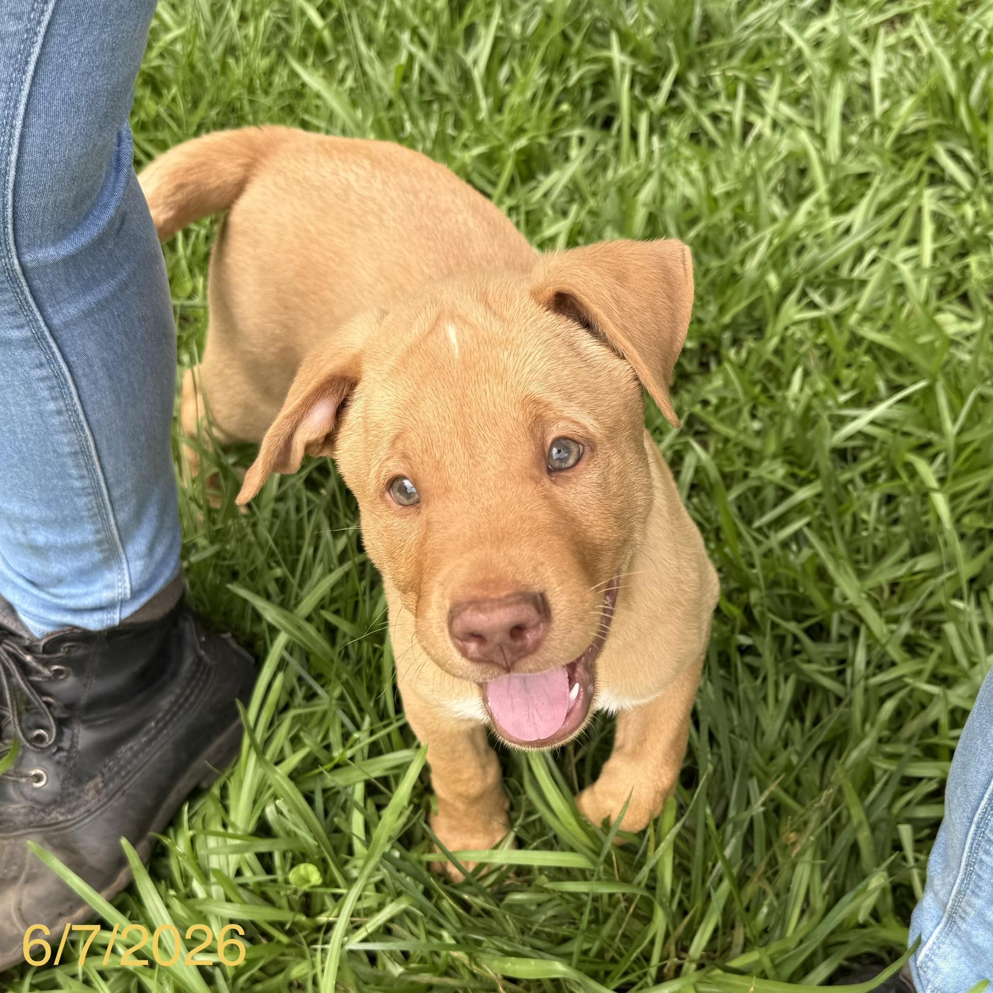 Chewy, a ADOPTABLE mixed breed in Jackson, GA image 3/5