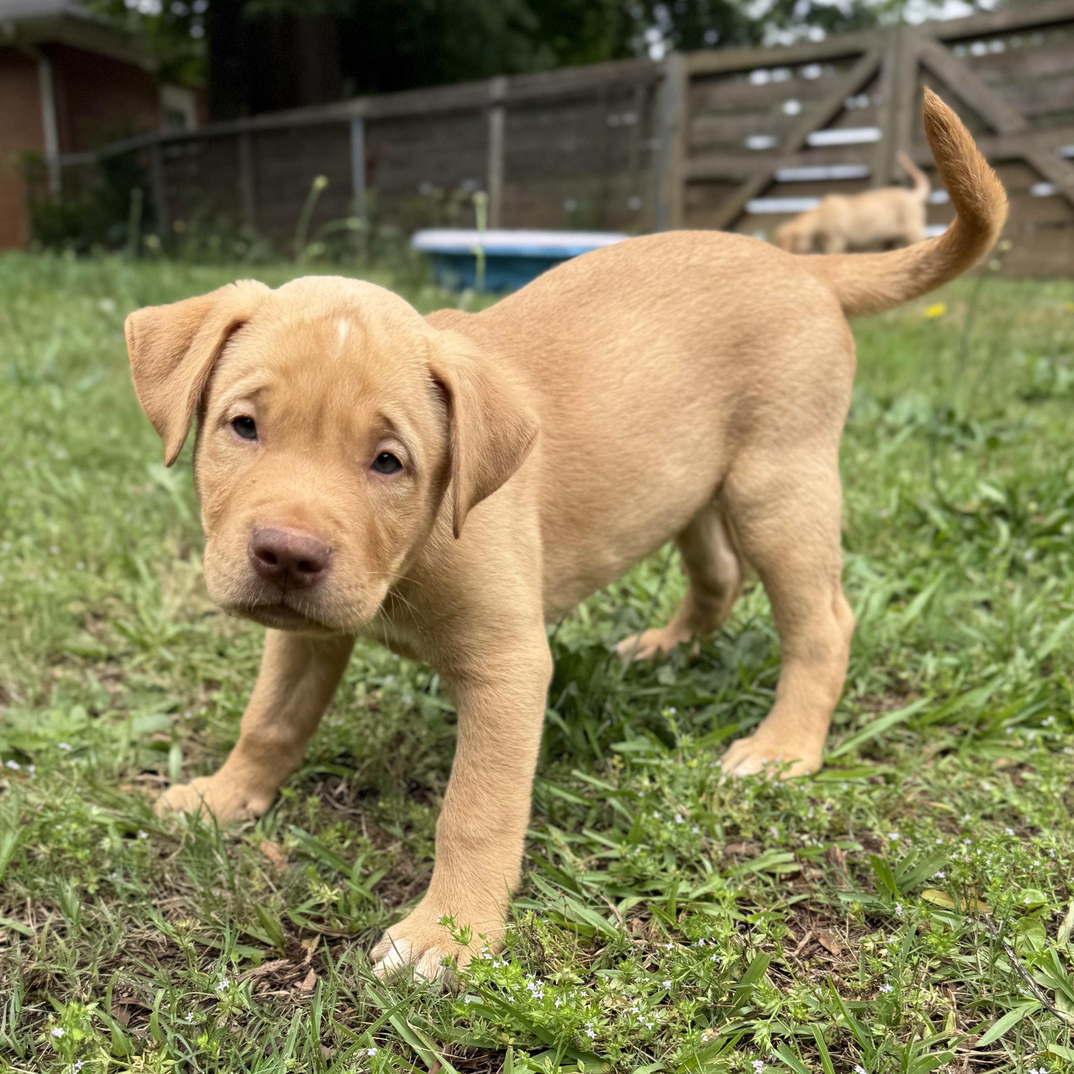 Chewy, a ADOPTABLE mixed breed in Jackson, GA image 2/4