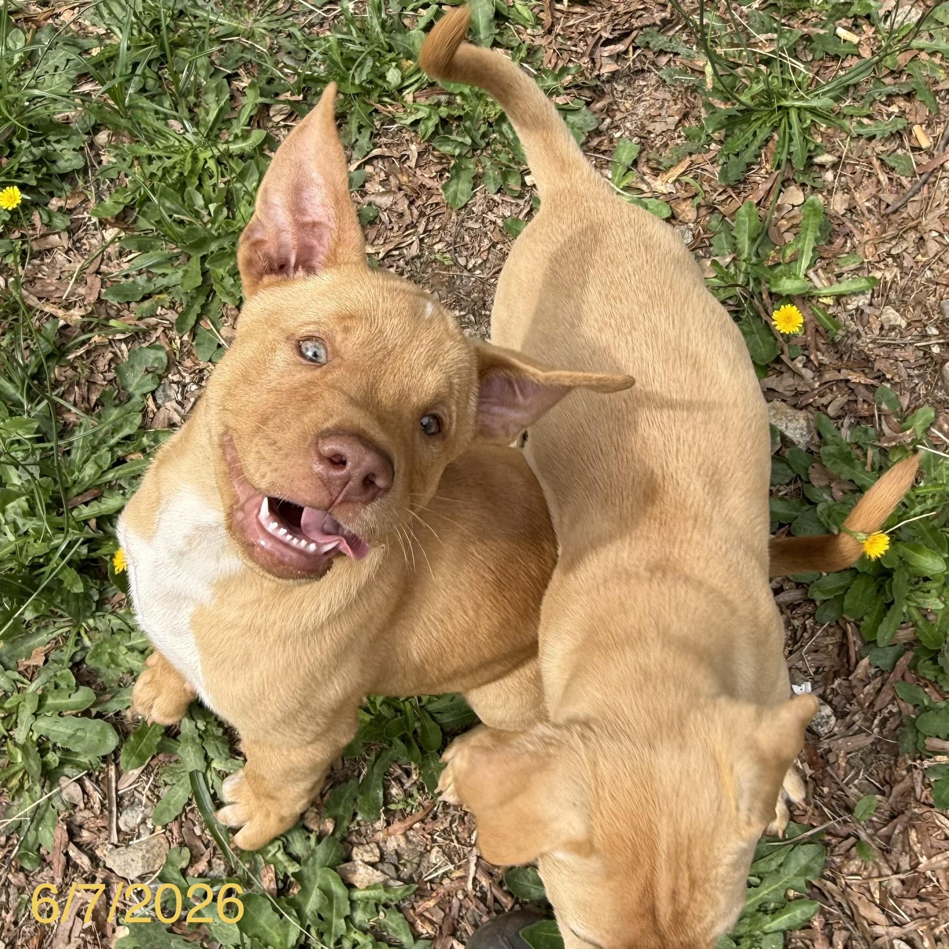 Chewy, a ADOPTABLE mixed breed in Jackson, GA image 2/5