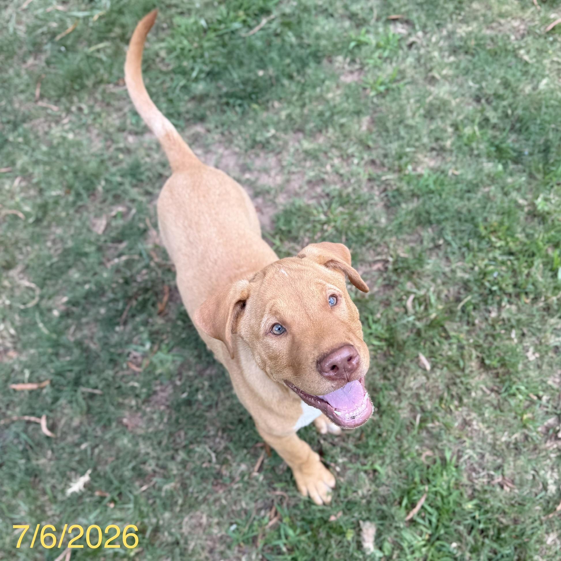 Enlarge Chewy, a ADOPTABLE mixed breed in Jackson, GA image 4/4