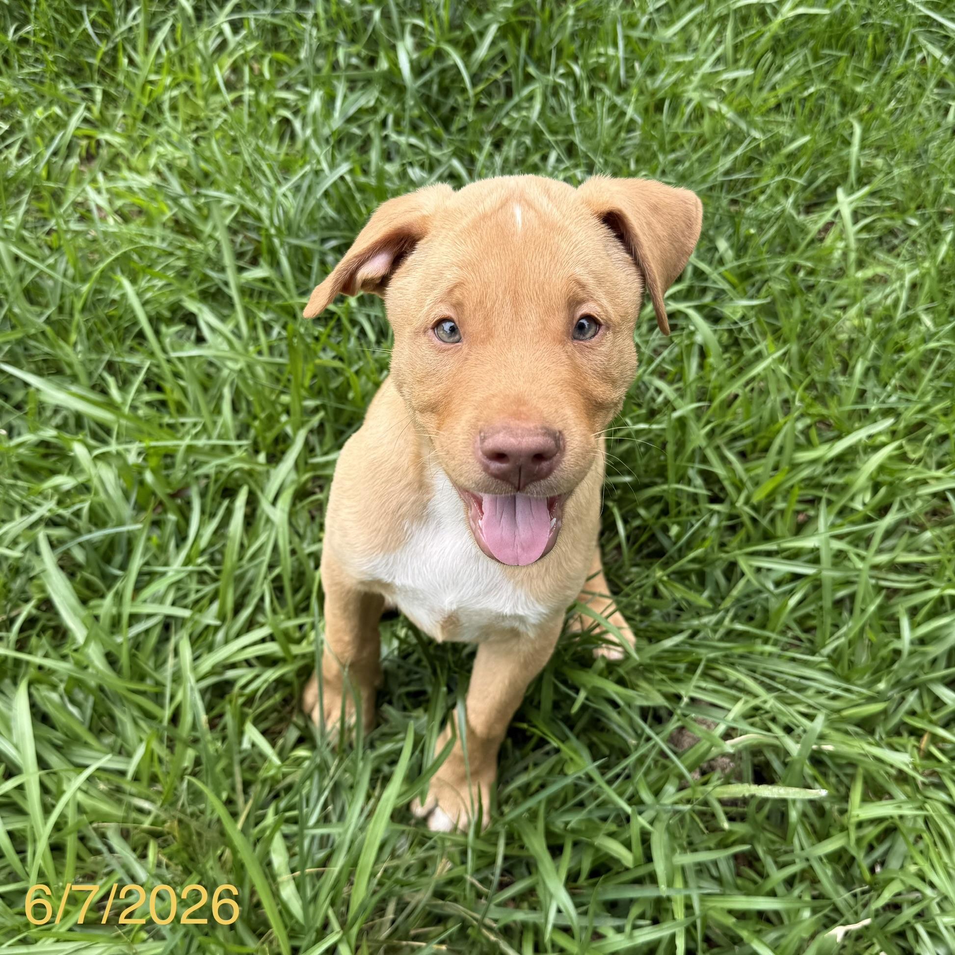 Chewy, a ADOPTABLE mixed breed in Jackson, GA image 1/5