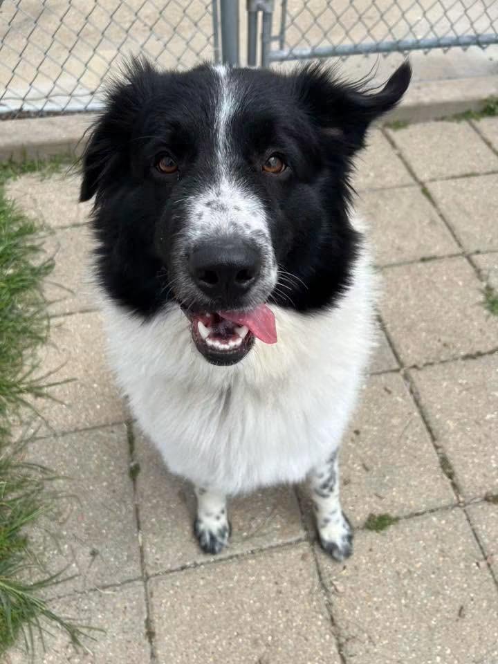 Feef, adopted, Adult Female Great Pyrenees & Border Collie.