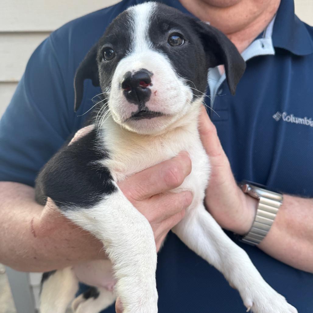Enlarge Panini, a Adoptable Mixed Breed in Waco, TX image 1/1