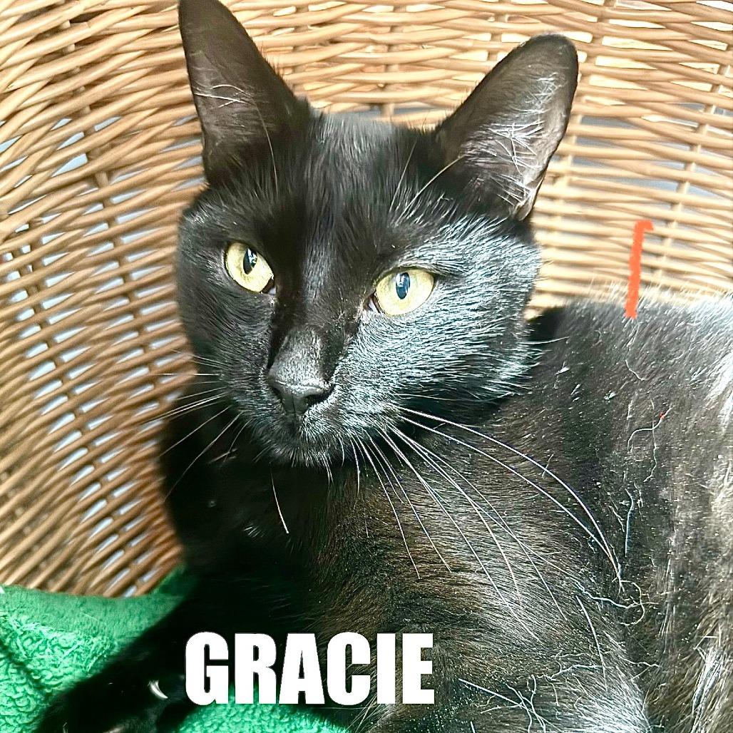 Enlarge Gracie, a Adoptable Domestic Short Hair in Los Angeles, CA image 1/1