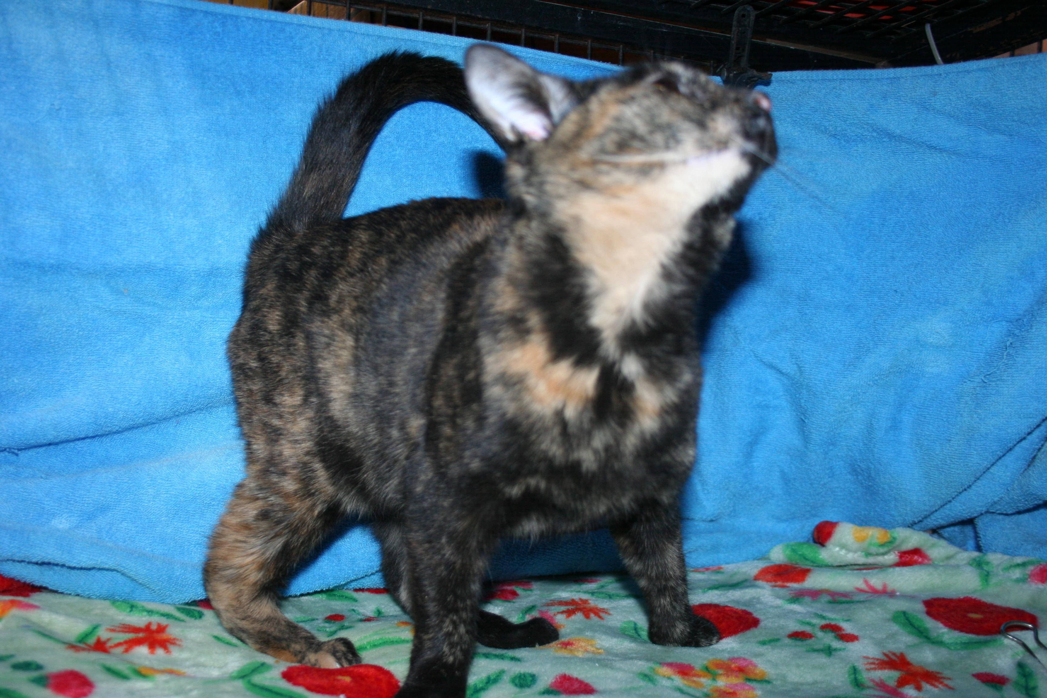 Enlarge Blossom, a Adoptable mixed breed in Howell, MI image 3/4