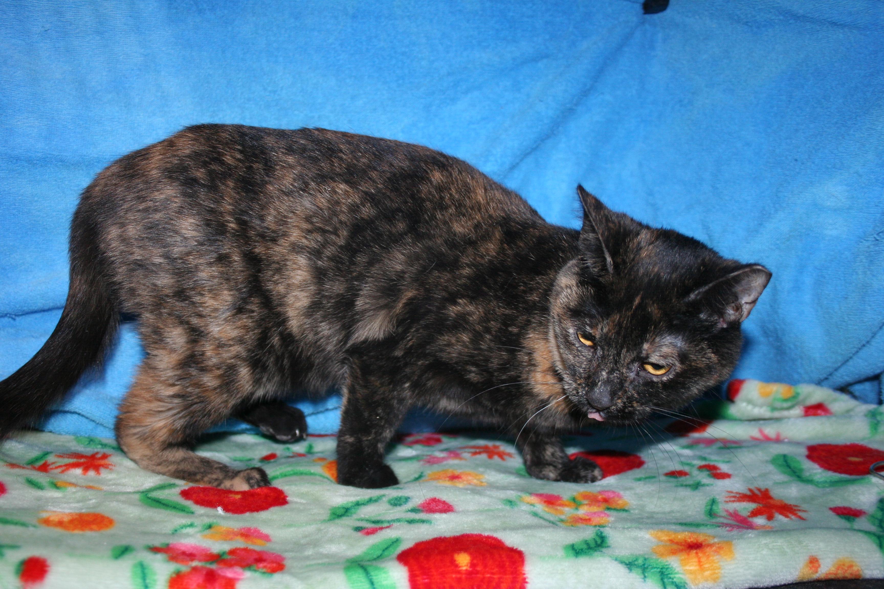 Enlarge Blossom, a Adoptable mixed breed in Howell, MI image 4/4