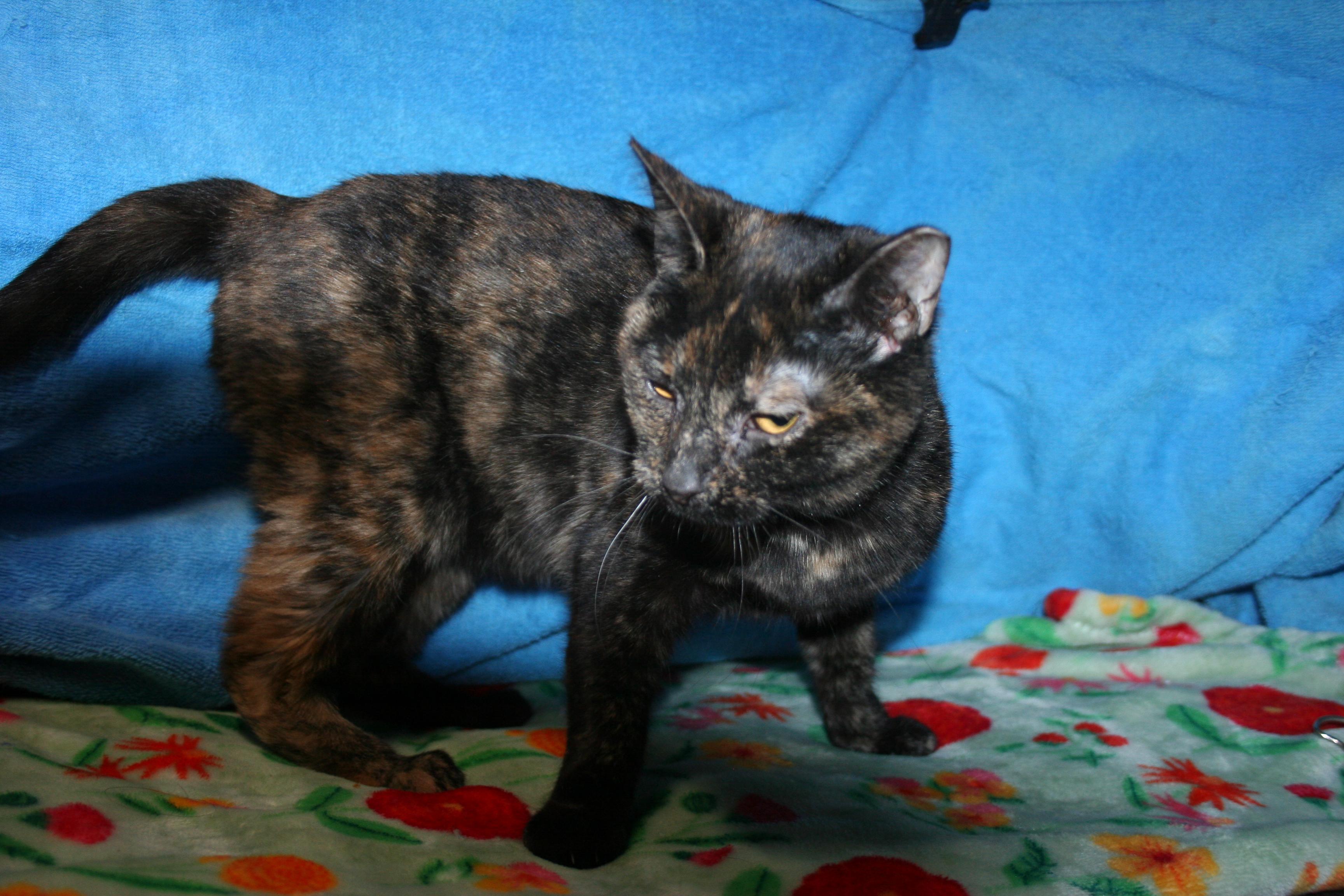 Enlarge Blossom, a Adoptable mixed breed in Howell, MI image 2/4