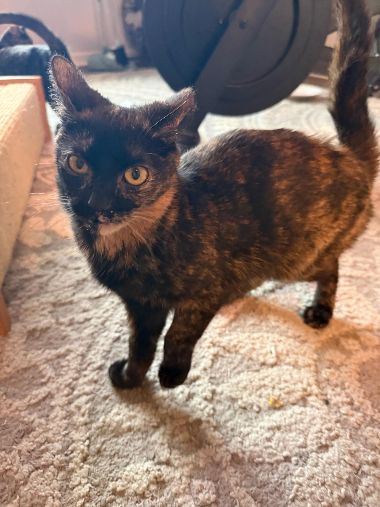 Blossom, Adoptable, Kitten Female Tortoiseshell & Domestic Short Hair.