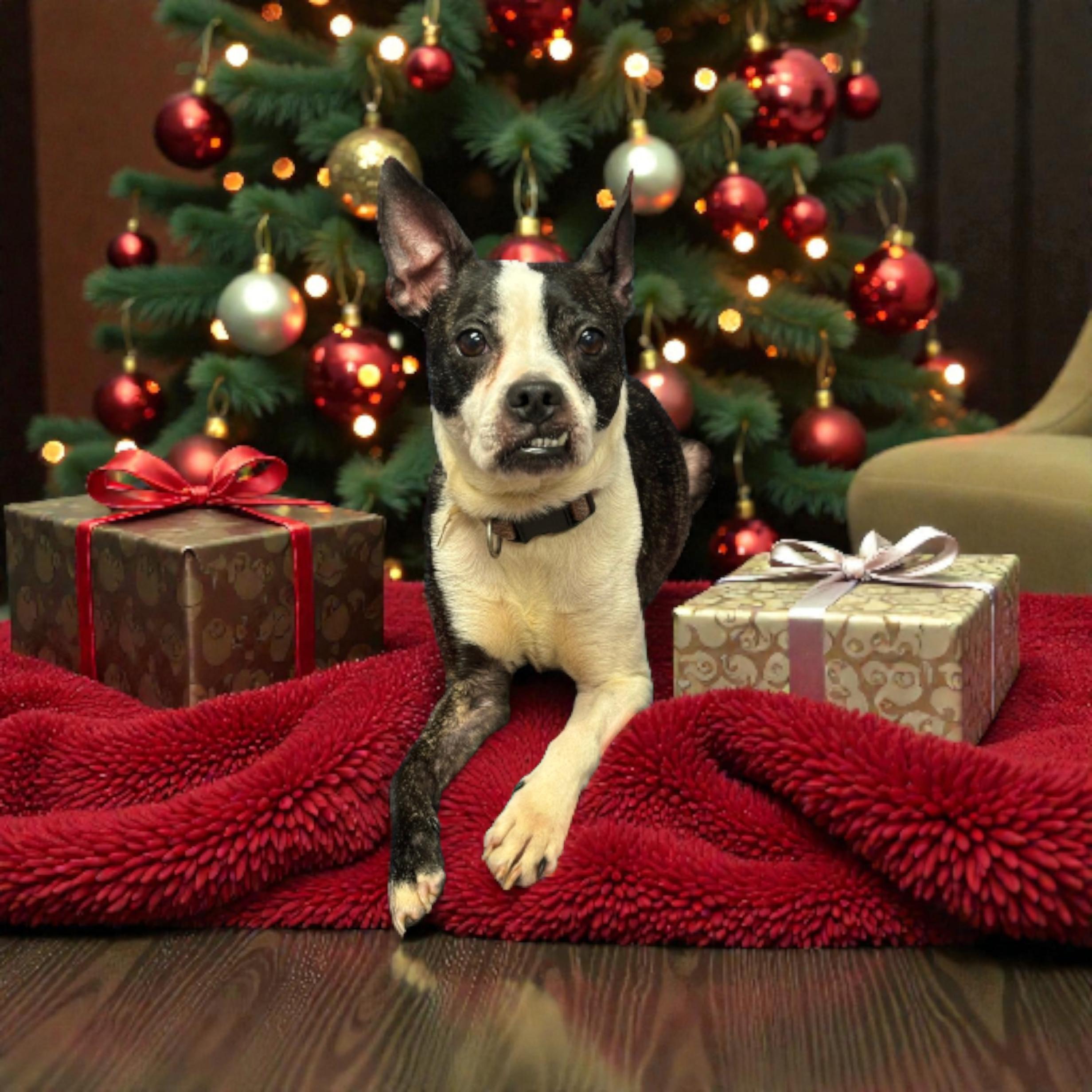 Bella, Adoptable, Adult Female Boston Terrier.