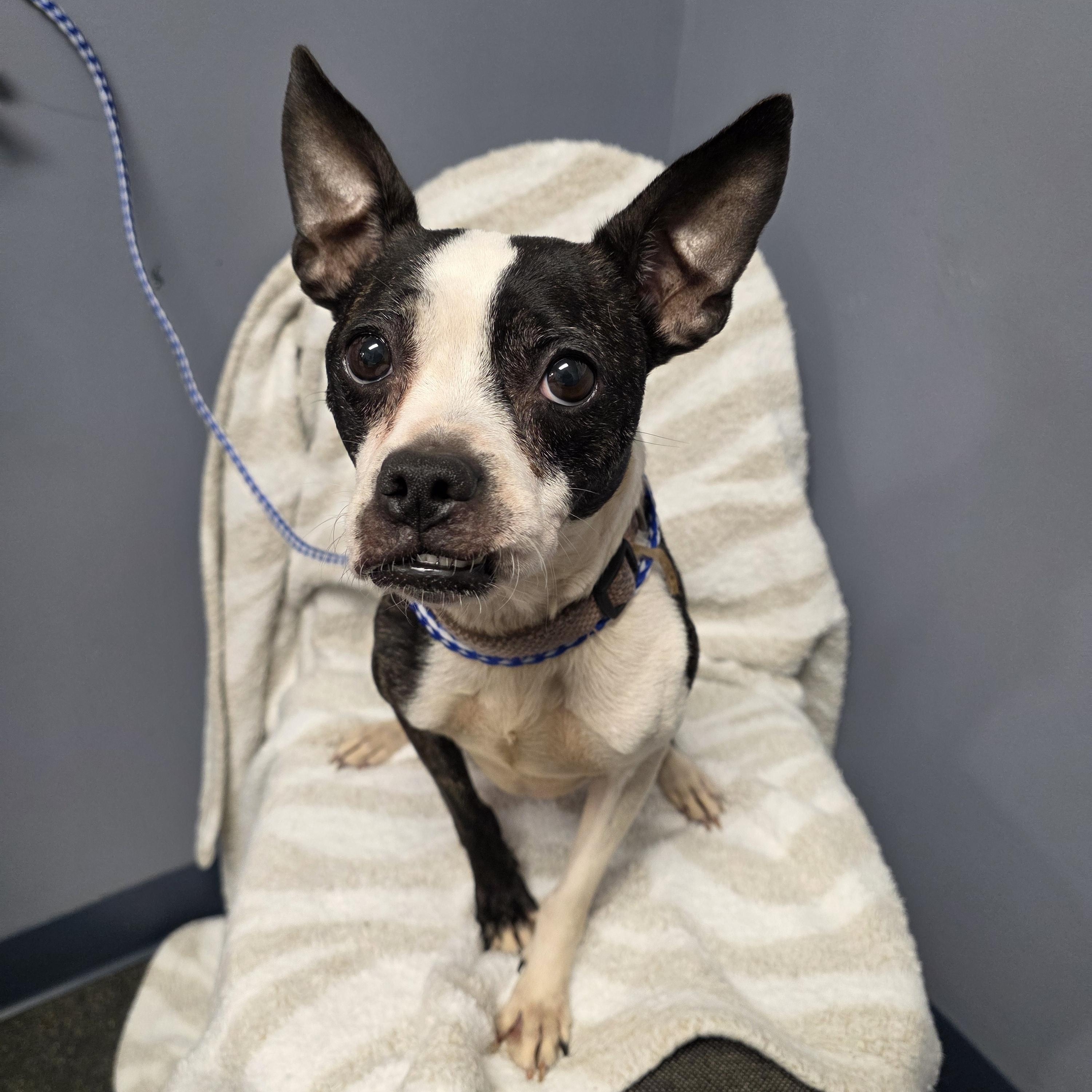 Bella, a Adoptable mixed breed in Lacona, NY image 3/6