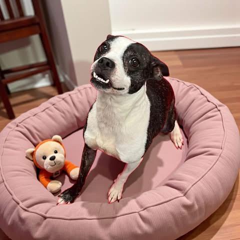 Bella, a Adoptable mixed breed in Lacona, NY image 5/6