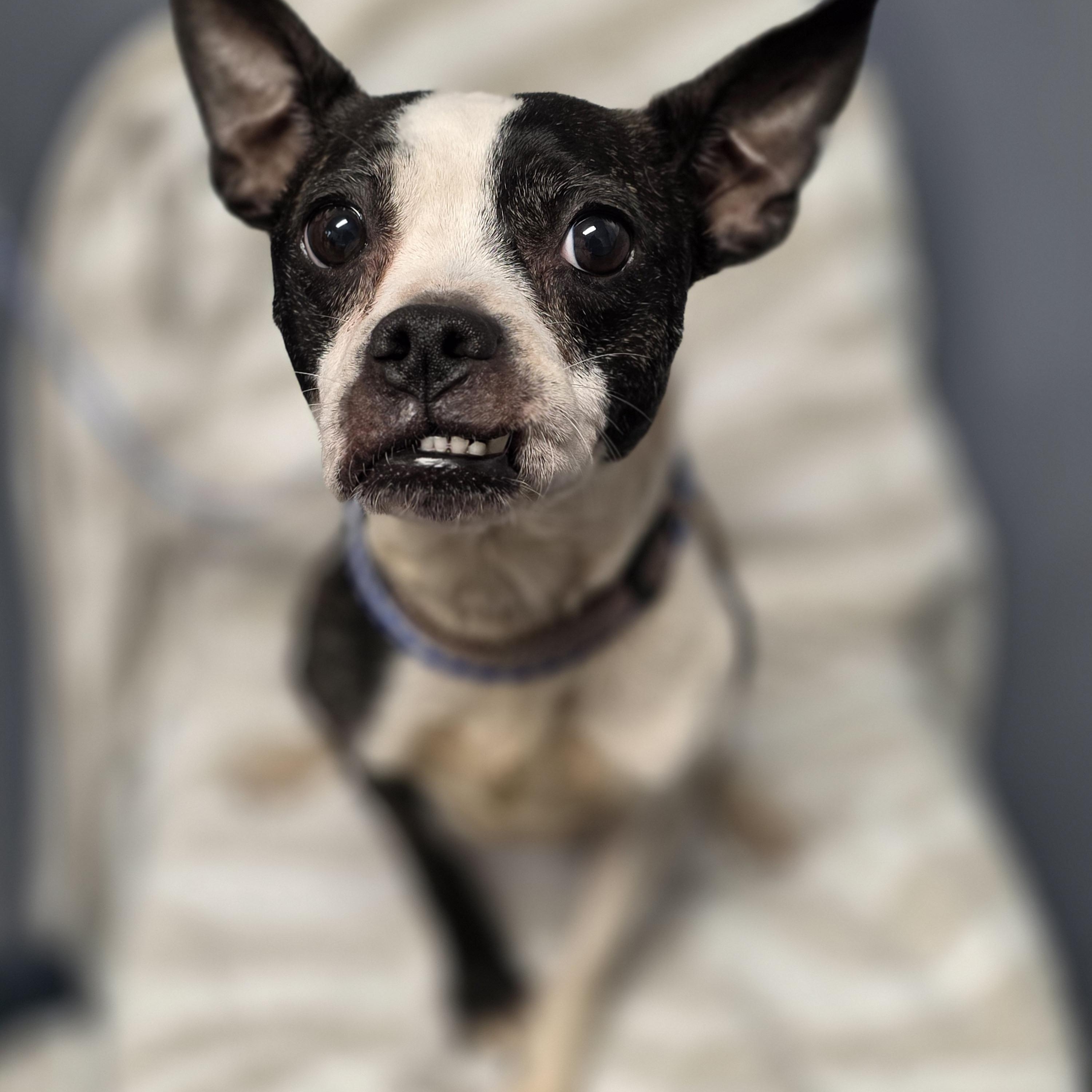 Bella, a Adoptable mixed breed in Lacona, NY image 4/6