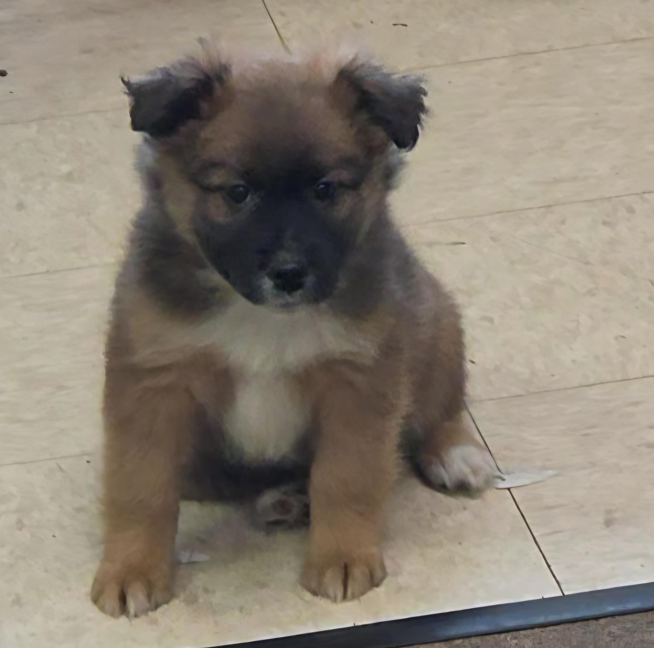 Tetra, a ADOPTABLE mixed breed in LaGrange, IN image 4/6