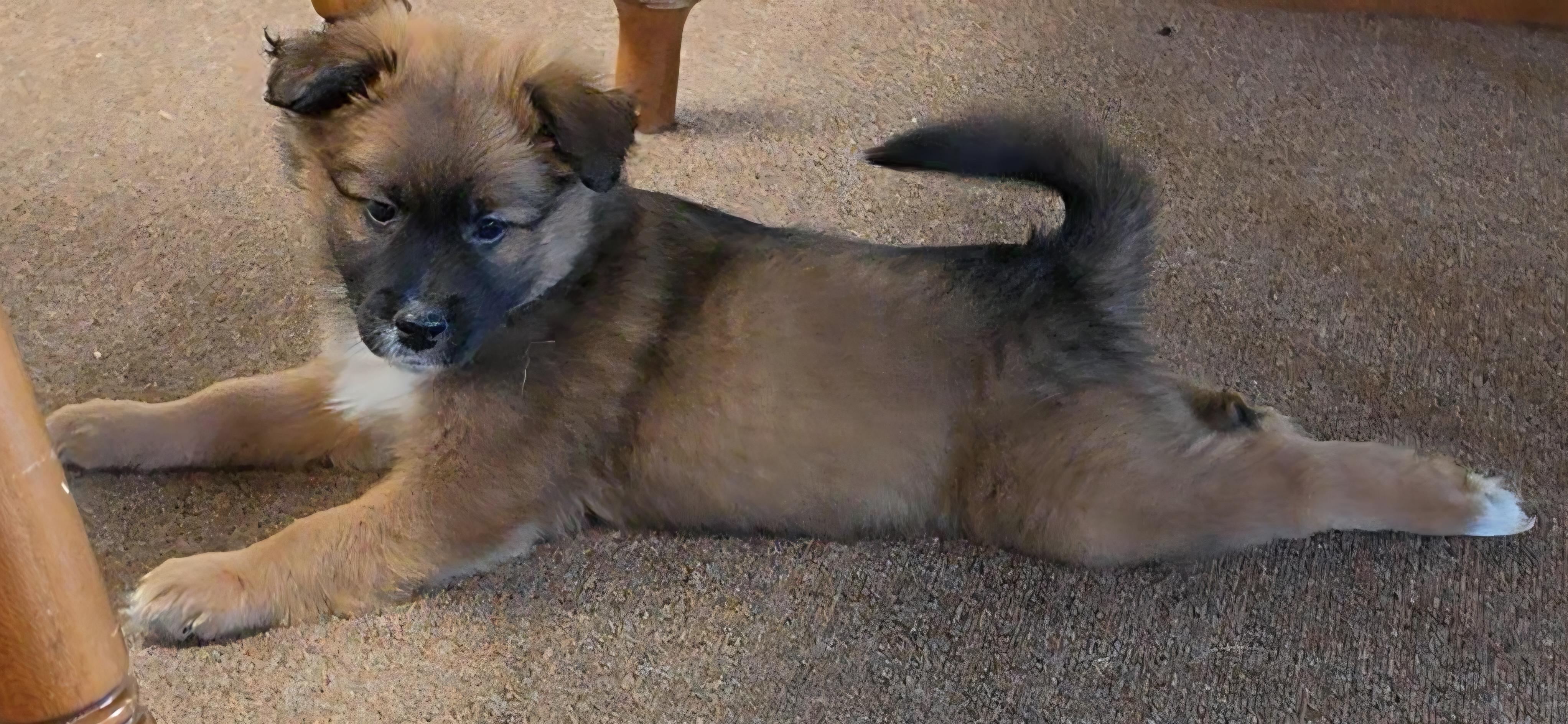 Tetra, a ADOPTABLE mixed breed in LaGrange, IN image 3/6