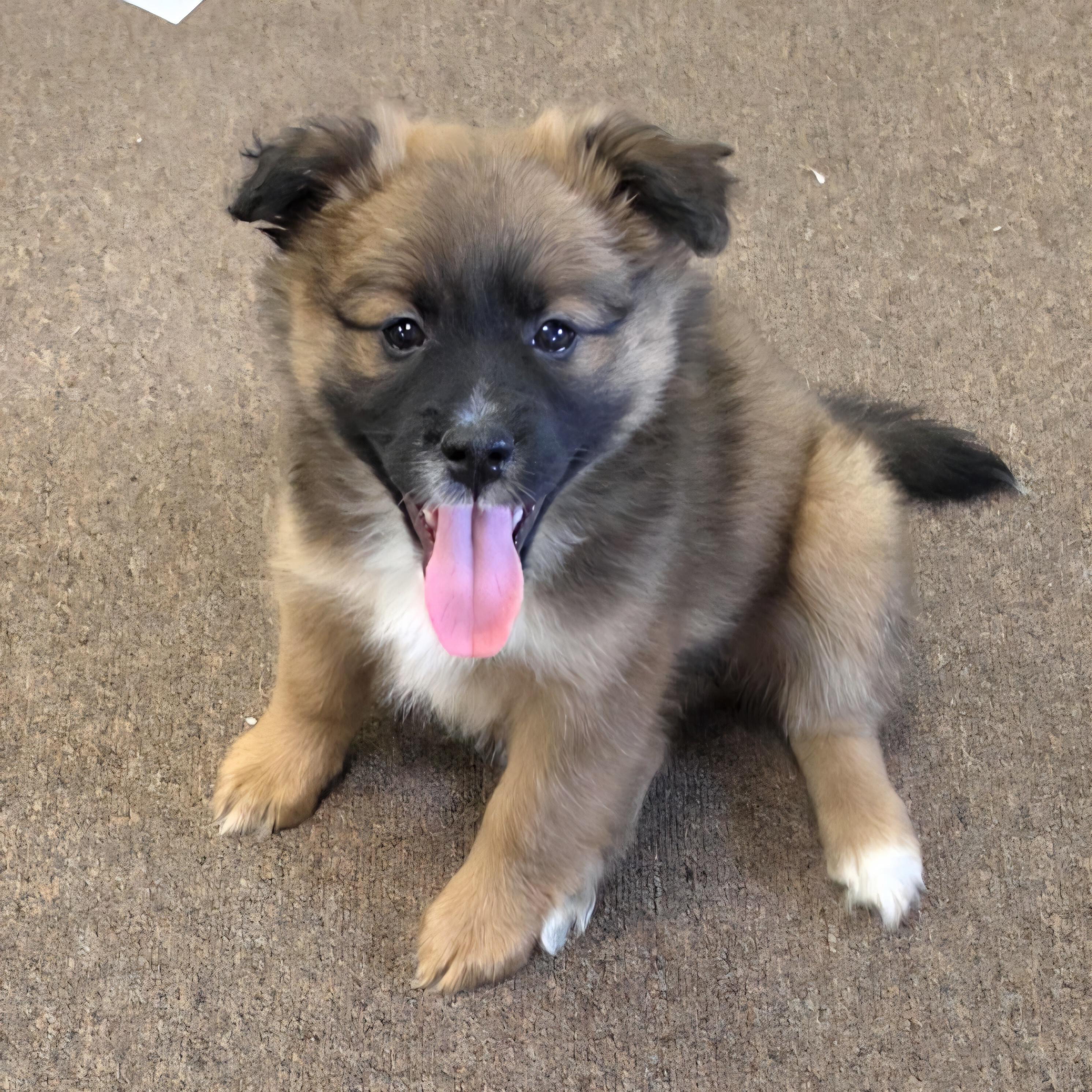 Tetra, a ADOPTABLE mixed breed in LaGrange, IN image 2/6