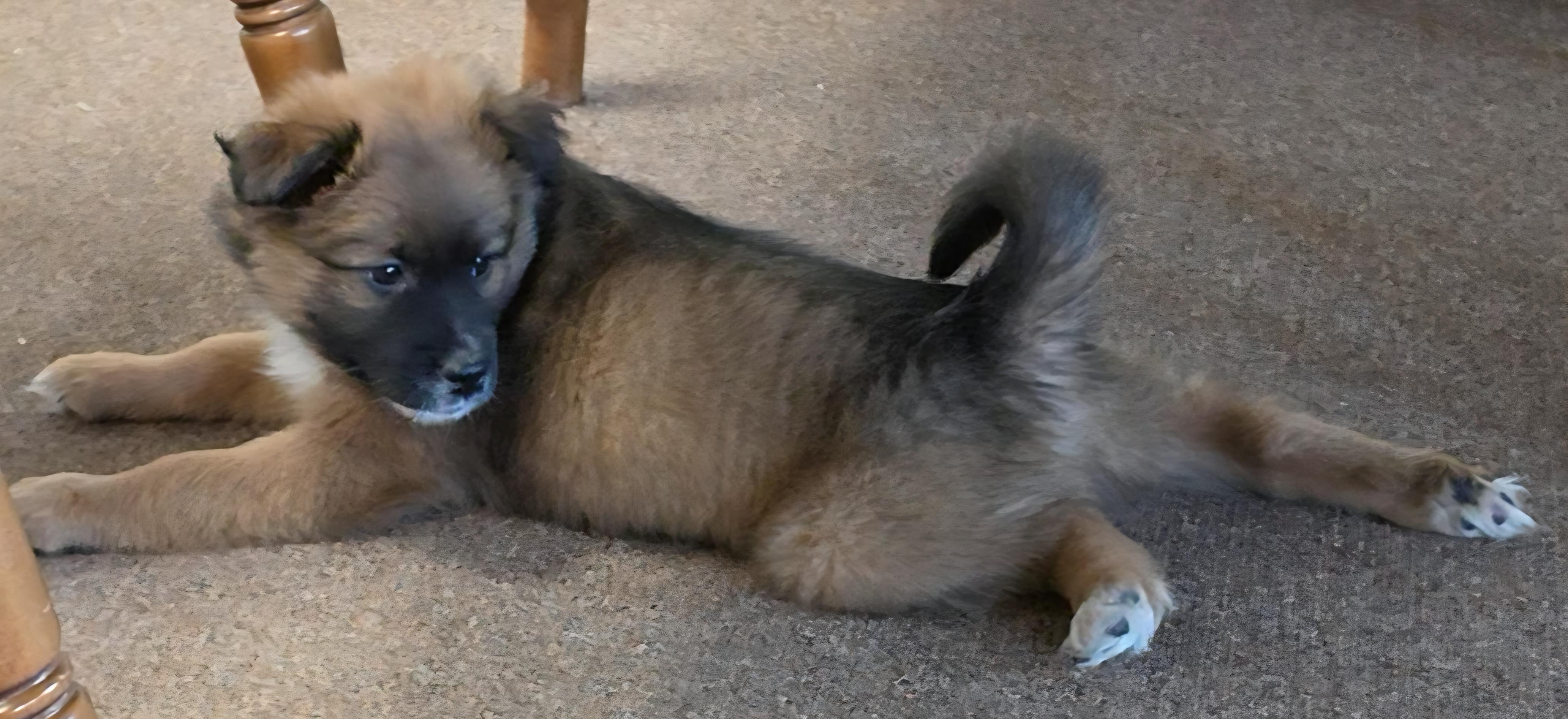 Tetra, a ADOPTABLE mixed breed in LaGrange, IN image 5/6