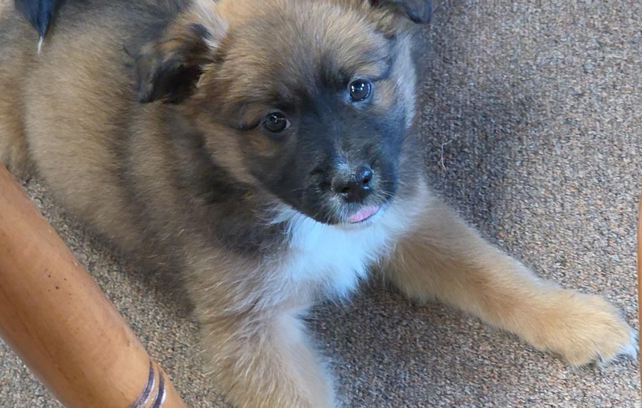 Tetra, a ADOPTABLE mixed breed in LaGrange, IN image 1/6
