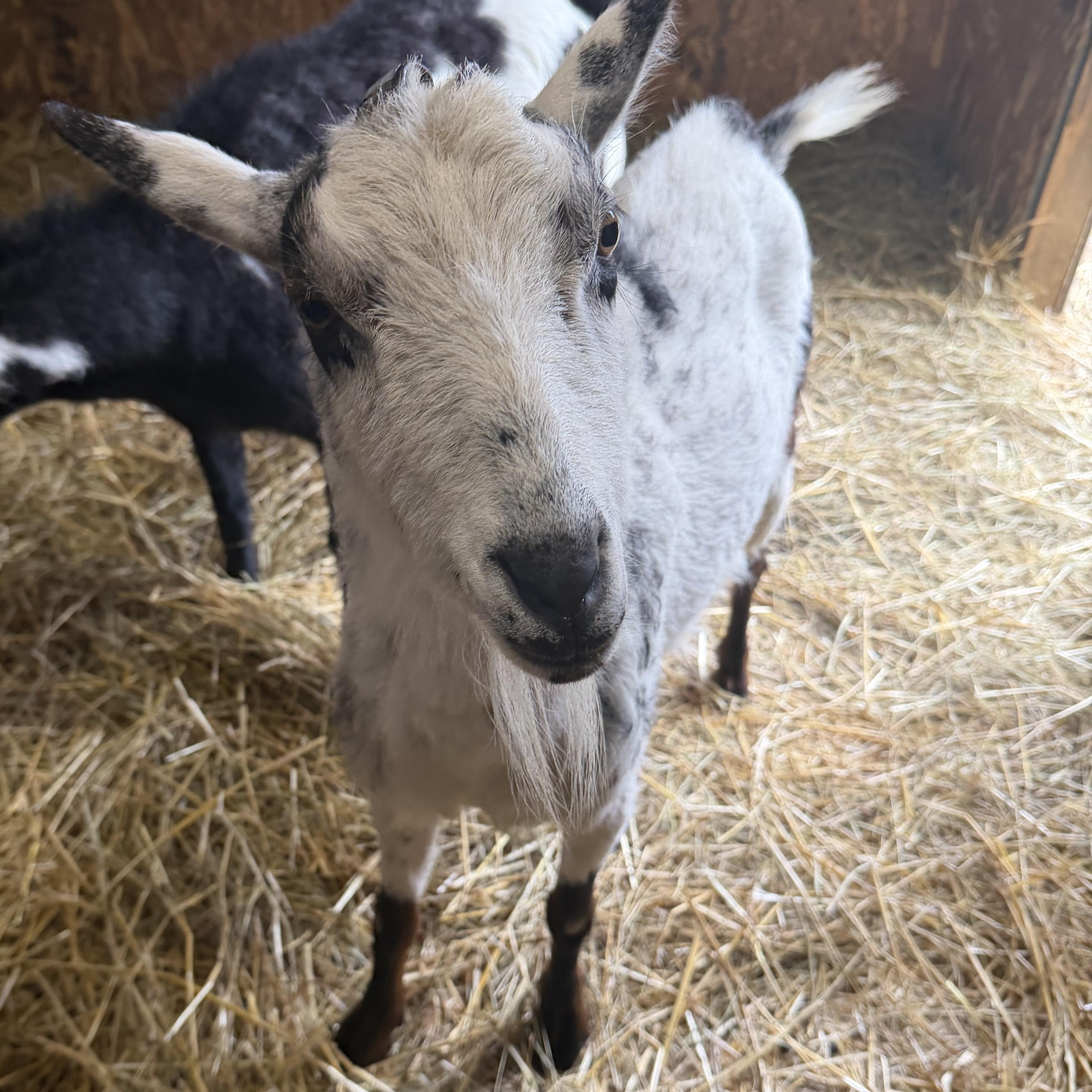Enlarge Dan, an adoptable mixed breed in Ravenna, OH image 3/4