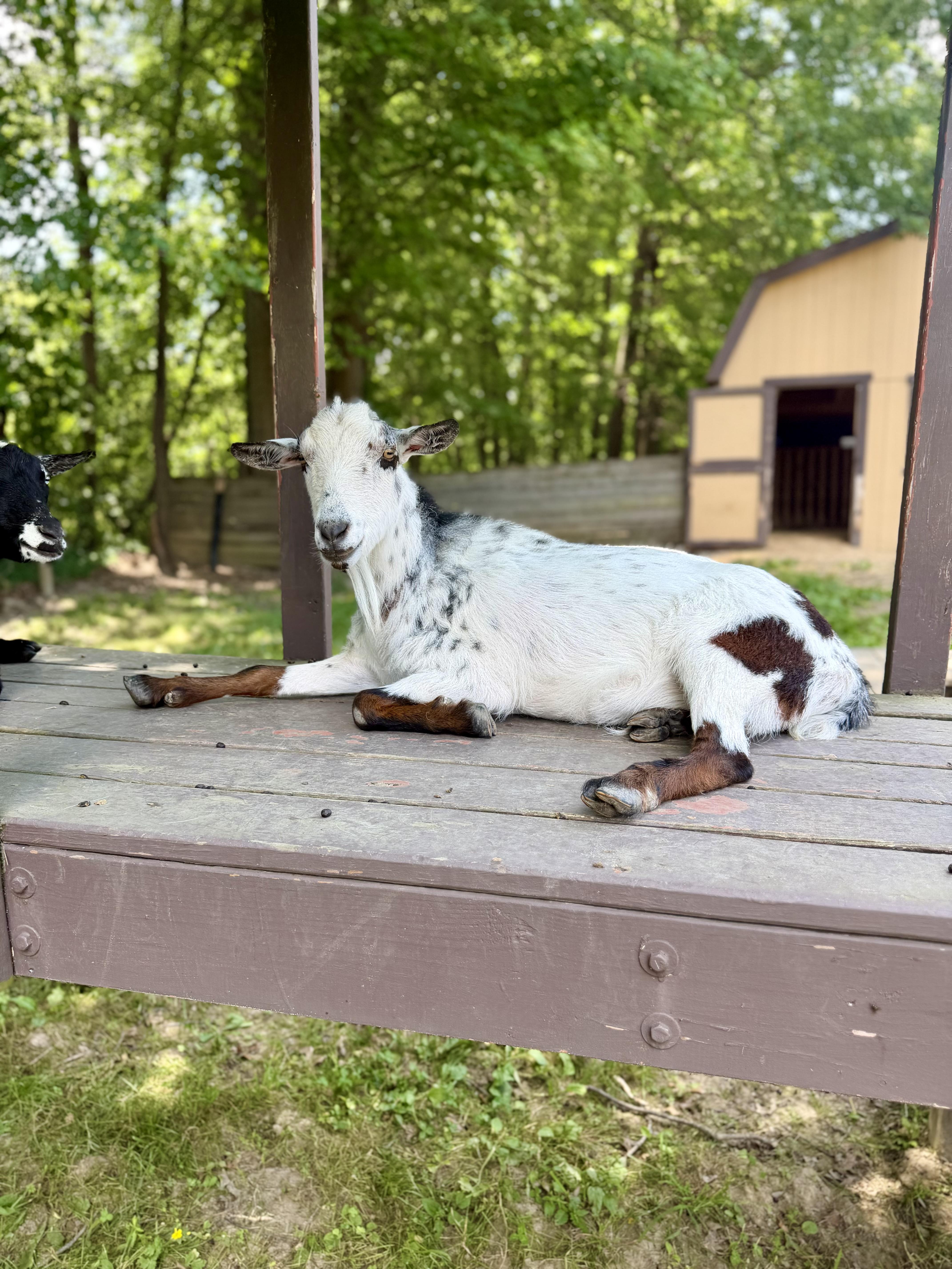 Enlarge Dan, an adoptable mixed breed in Ravenna, OH image 1/4