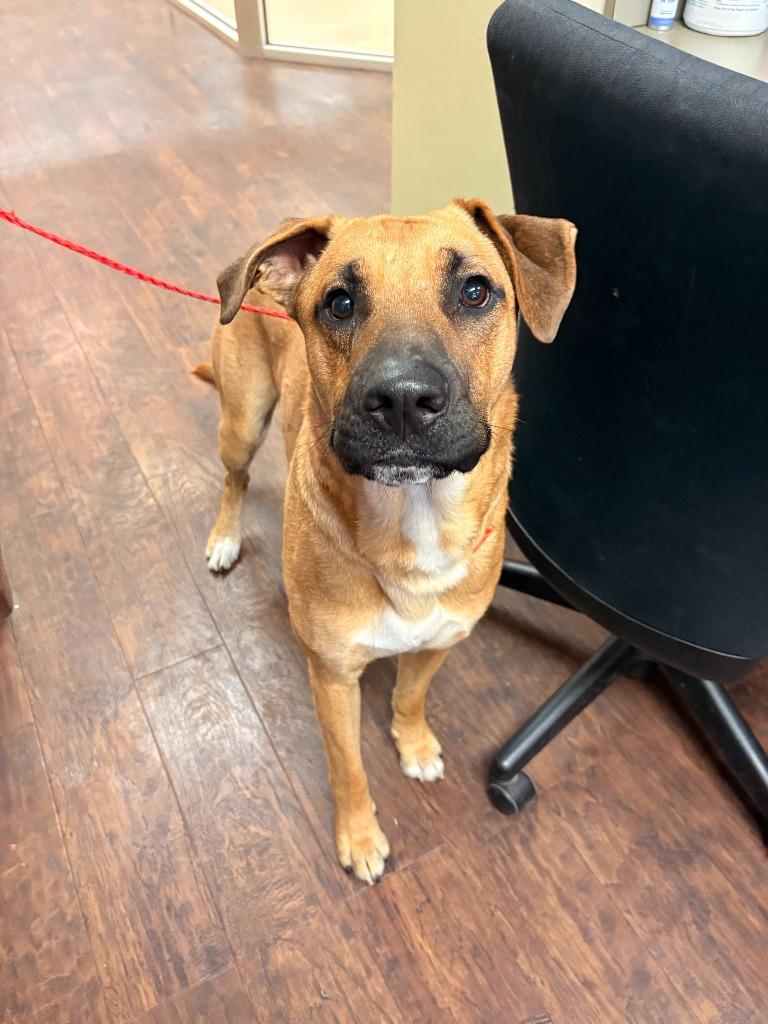 Dog Kennel #22 Bentley, Adoptable, Young Male Catahoula Leopard Dog & Mixed Breed.
