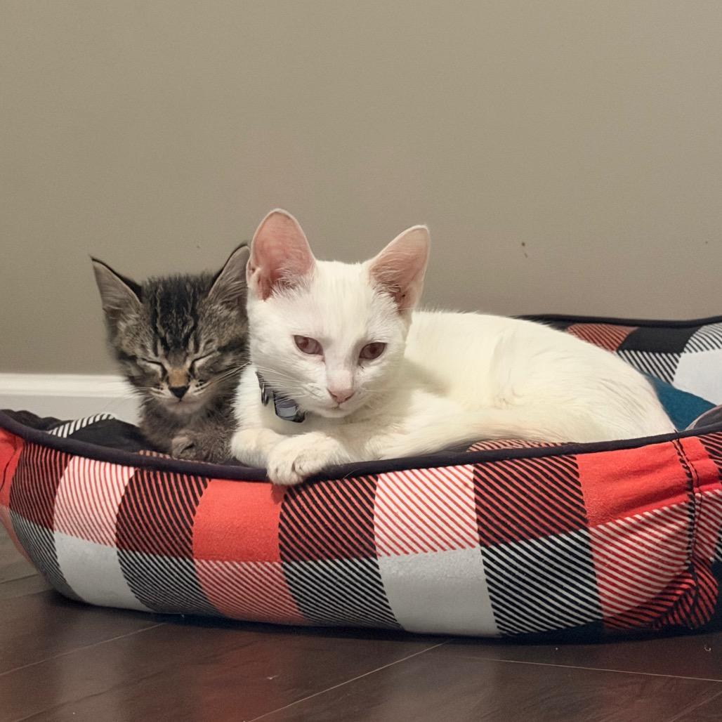Brona Croft, Adoptable, Kitten Female Domestic Short Hair.