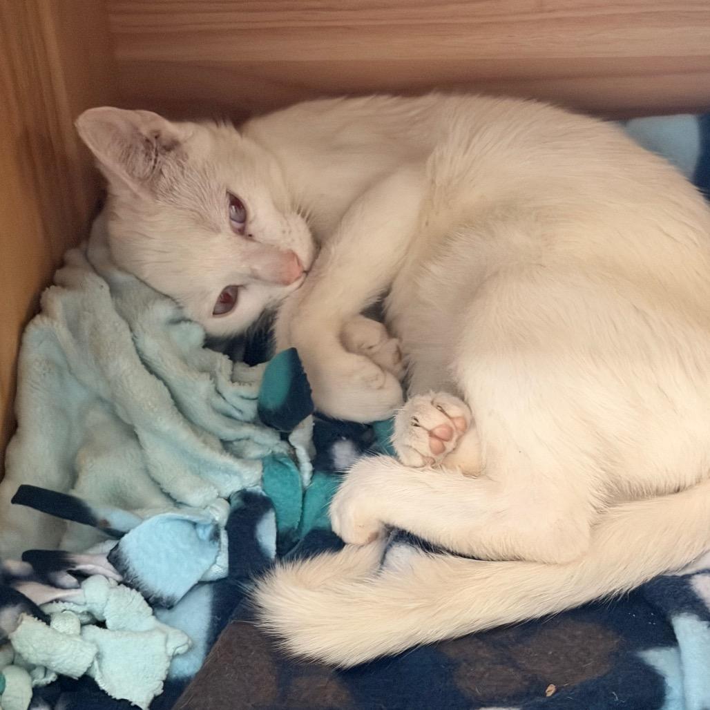Enlarge Brona Croft, a Adoptable Domestic Short Hair in Chaska, MN image 2/6