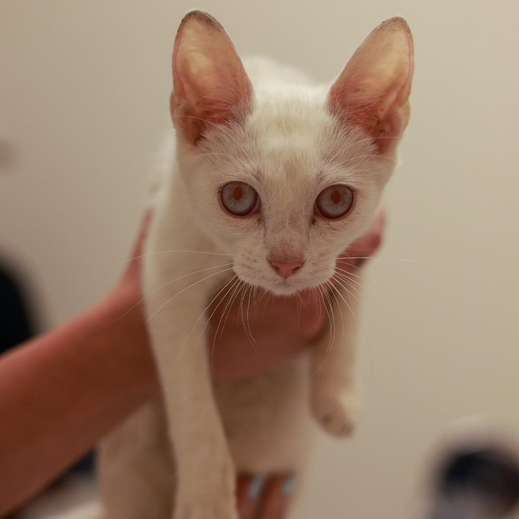 Enlarge Brona Croft, a Adoptable Domestic Short Hair in Chaska, MN image 3/6