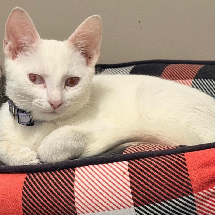 Enlarge Brona Croft, a Adoptable Domestic Short Hair in Chaska, MN image 6/6