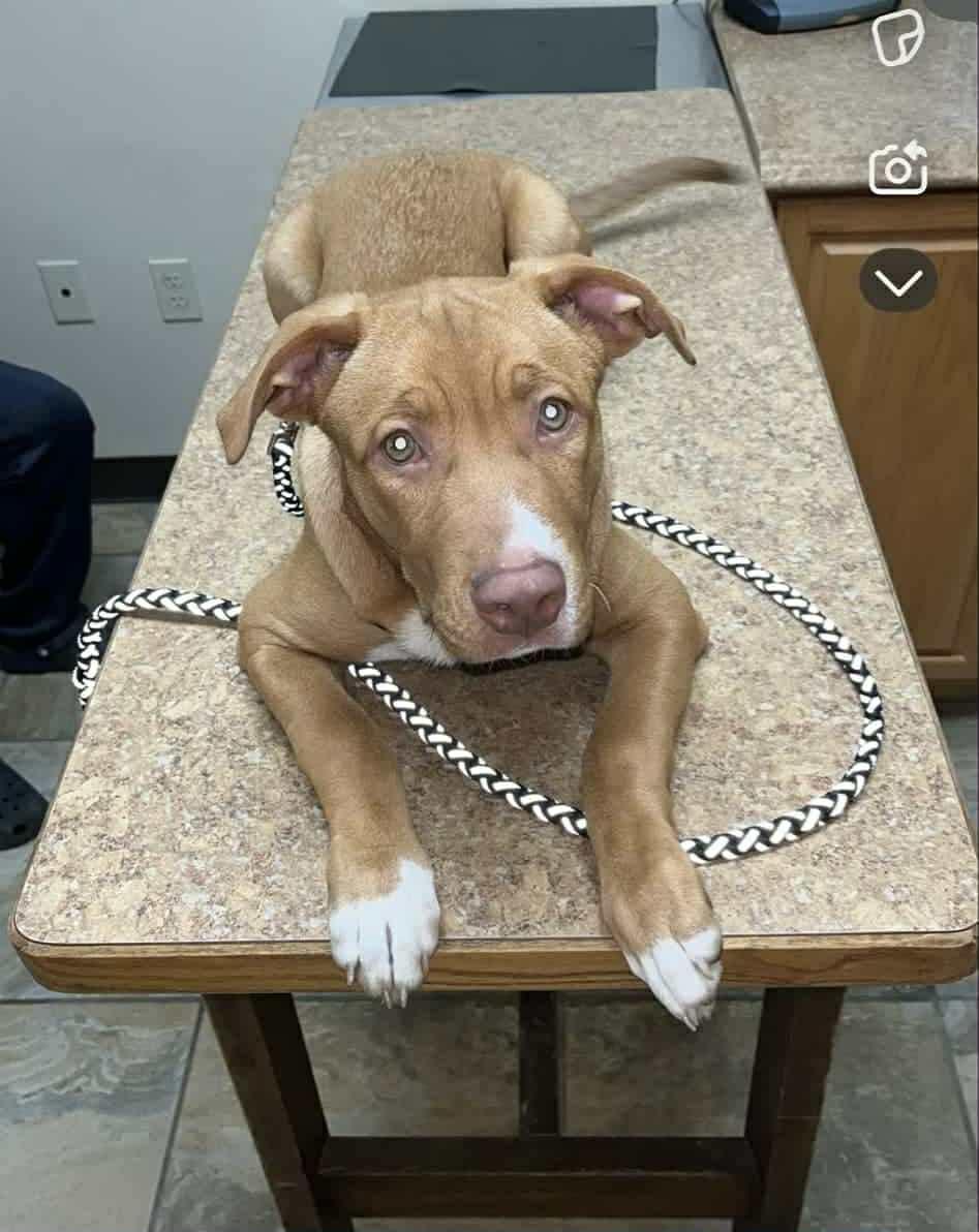 Rocky (courtesy post)