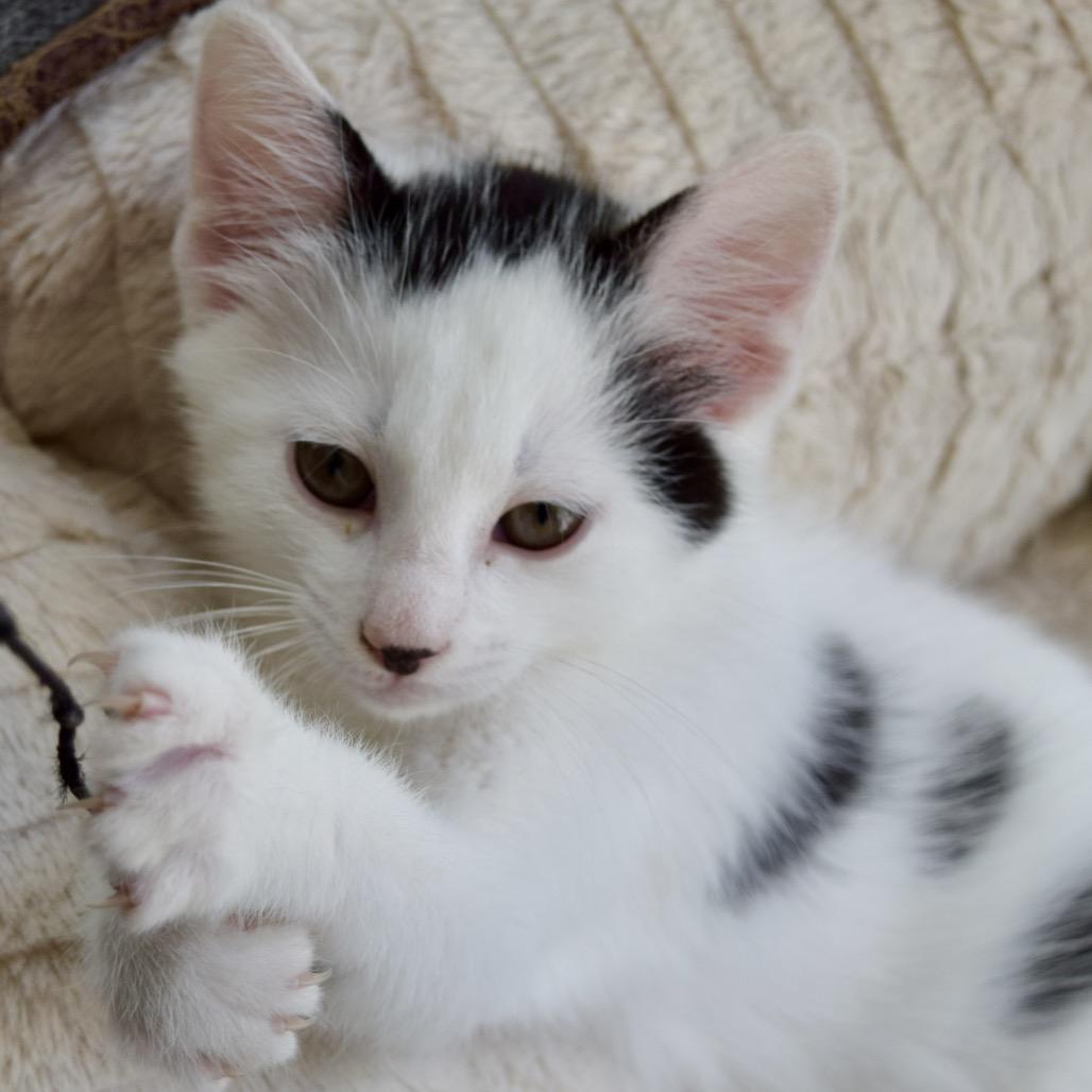 Buzz Lightyear, a Adoptable Domestic Short Hair in SLIPPERY ROCK, PA image 1/3