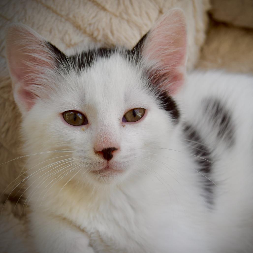 Buzz Lightyear, a Adoptable Domestic Short Hair in SLIPPERY ROCK, PA image 2/3