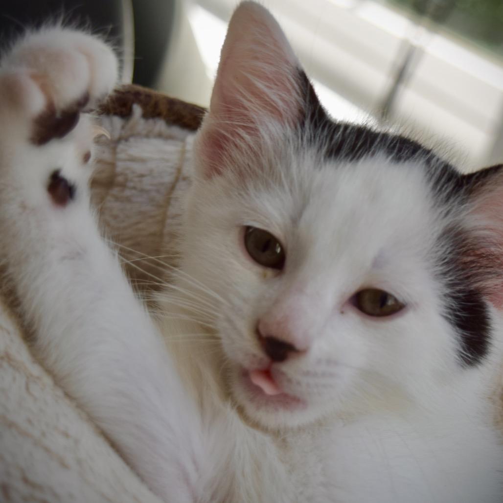 Buzz Lightyear, a Adoptable Domestic Short Hair in SLIPPERY ROCK, PA image 3/3