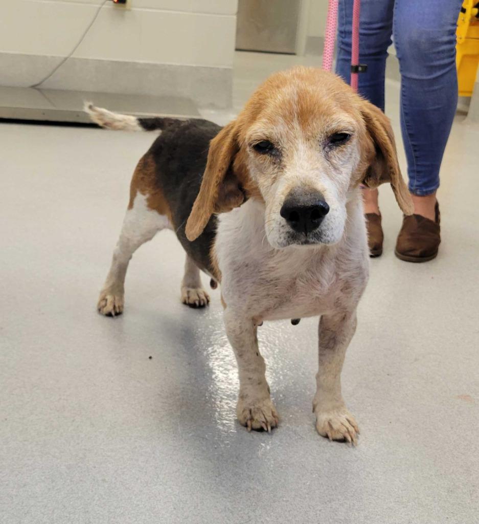Enlarge Baby Ruth, a Adoptable Beagle in Chillicothe, OH image 1/1