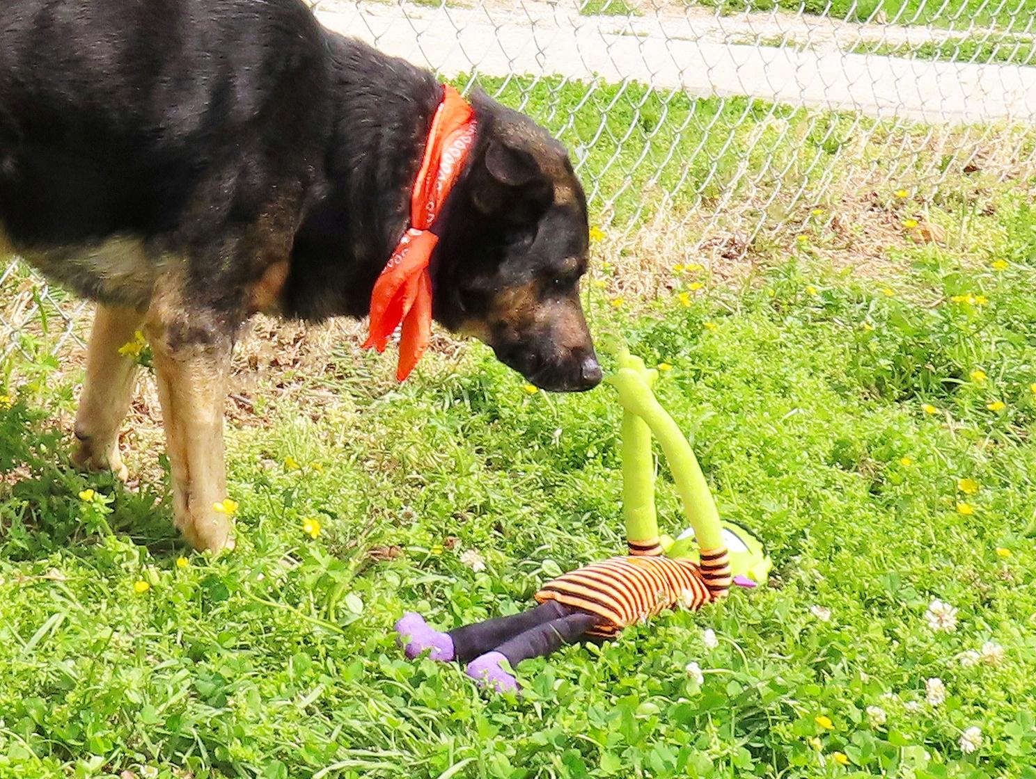 Enlarge Chewy 26C-75C, a Adoptable German Shepherd Dog in Rogers, AR image 3/5