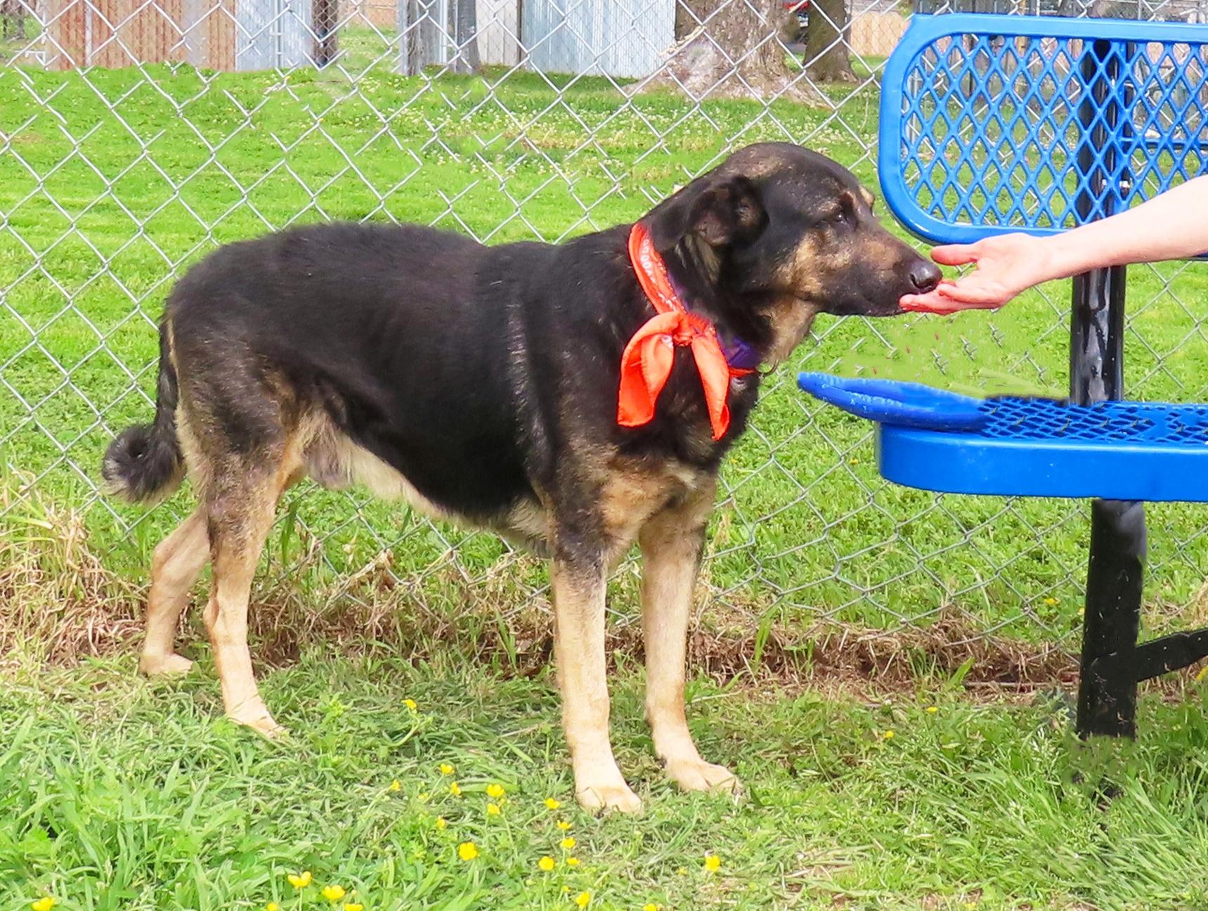 Enlarge Chewy 26C-75C, a Adoptable German Shepherd Dog in Rogers, AR image 2/5