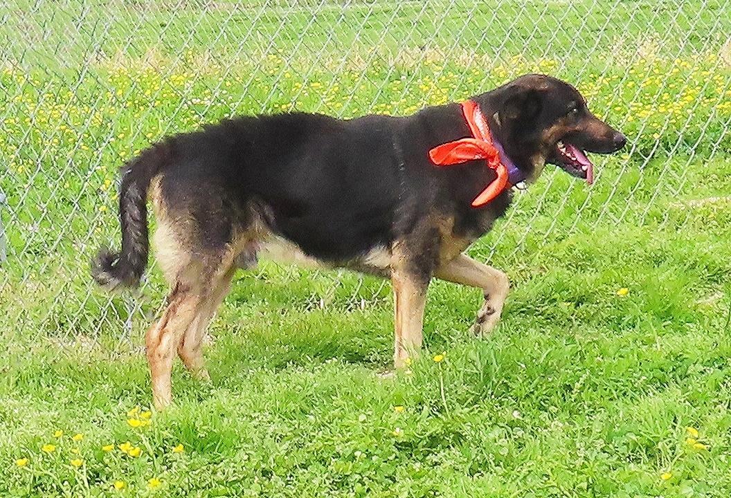 Enlarge Chewy 26C-75C, a Adoptable German Shepherd Dog in Rogers, AR image 5/5