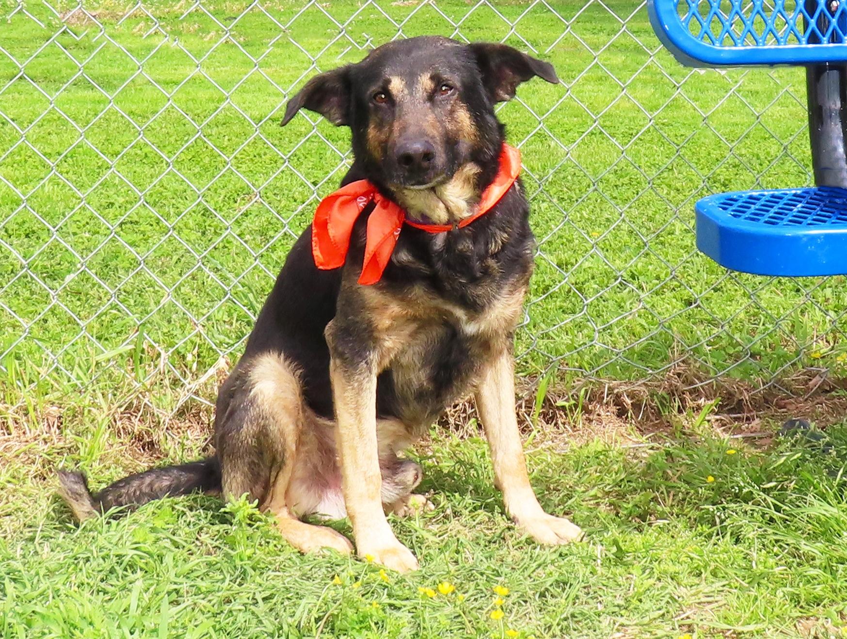 Enlarge Chewy 26C-75C, a Adoptable German Shepherd Dog in Rogers, AR image 4/5