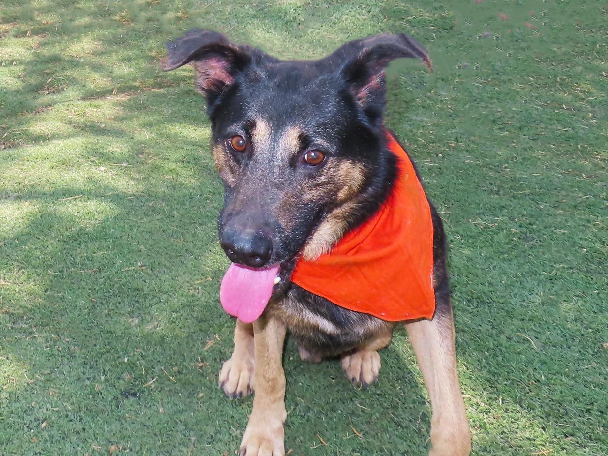 Chewy 26C-75C, Adoptable, Adult Male German Shepherd Dog.