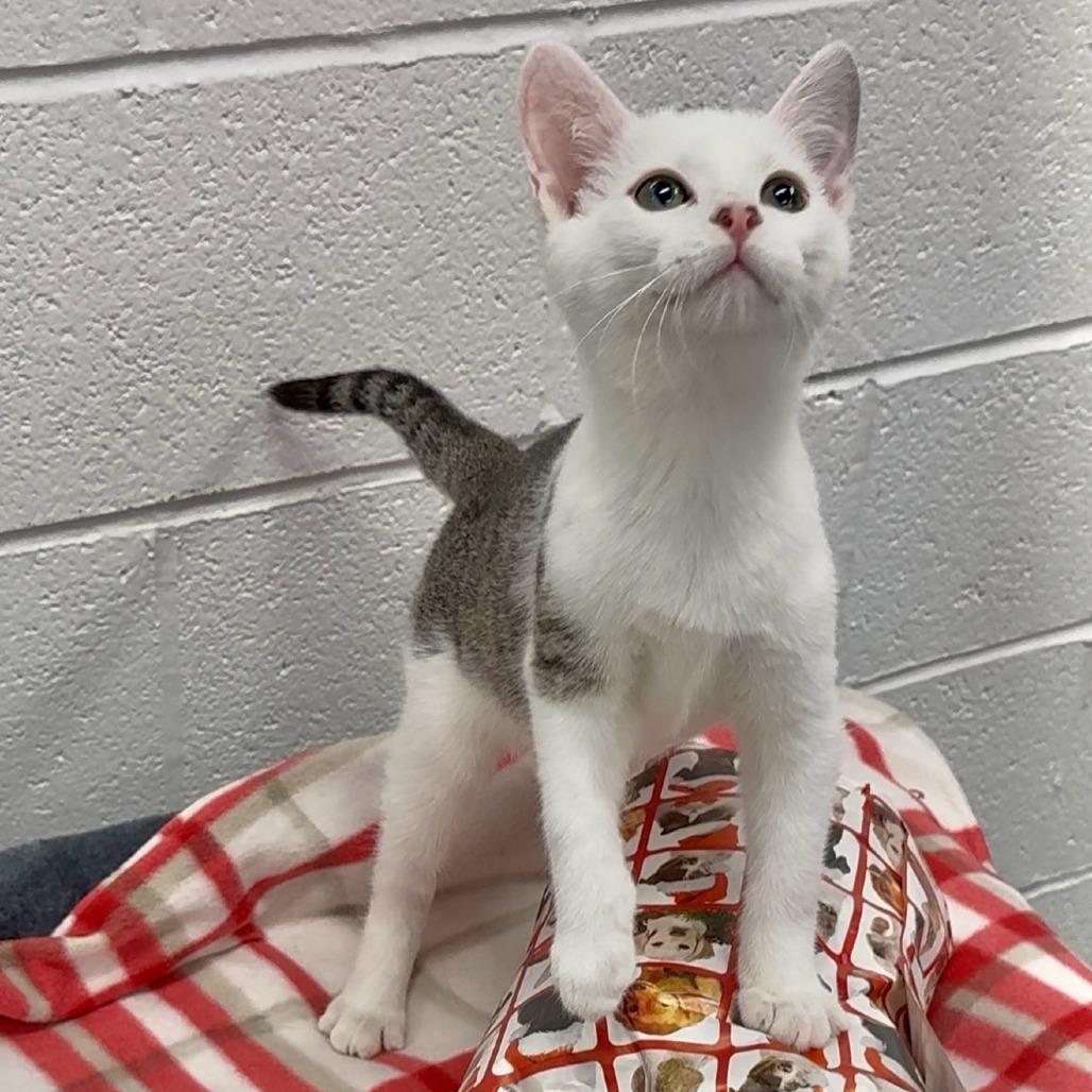 Enlarge Rufio, a Adoptable Domestic Short Hair in Walnut Cove, NC image 1/4