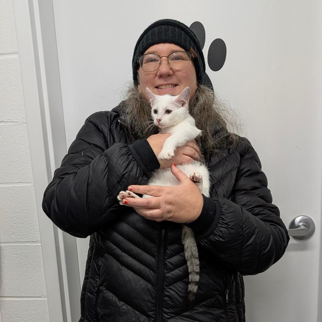 Enlarge Rufio, a Adoptable Domestic Short Hair in Walnut Cove, NC image 3/4