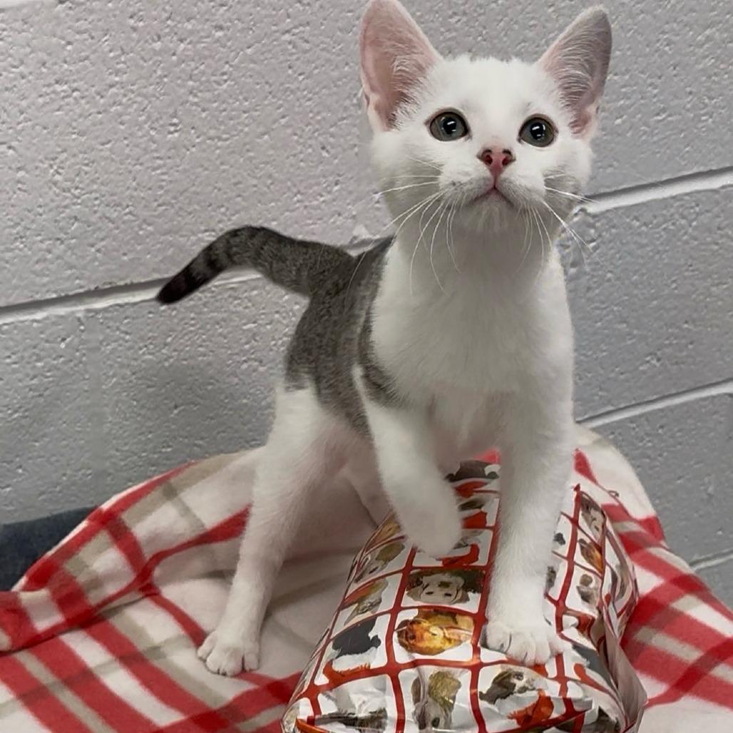 Enlarge Rufio, a Adoptable Domestic Short Hair in Walnut Cove, NC image 4/4